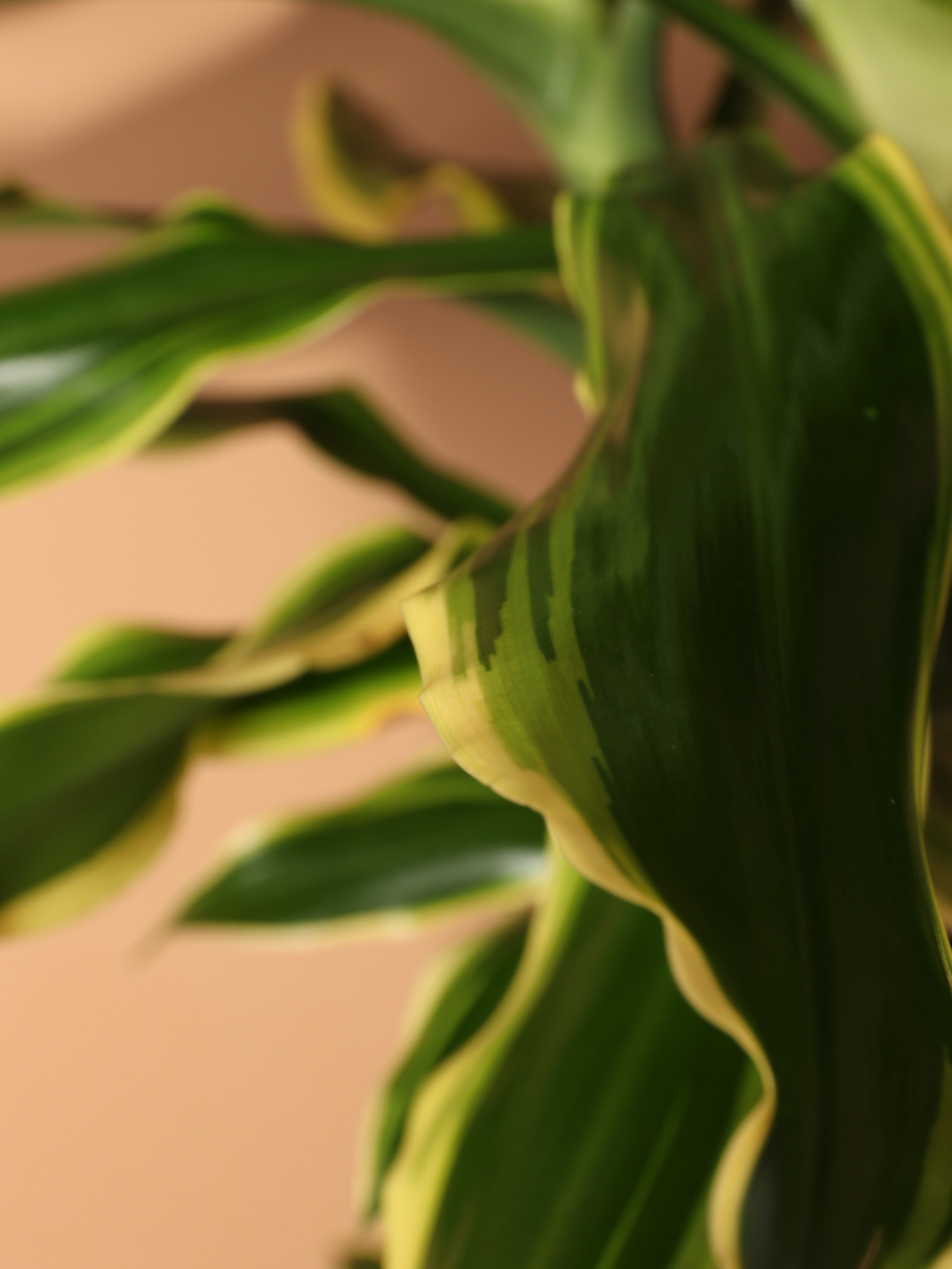 Large Dracaena Steudneri &