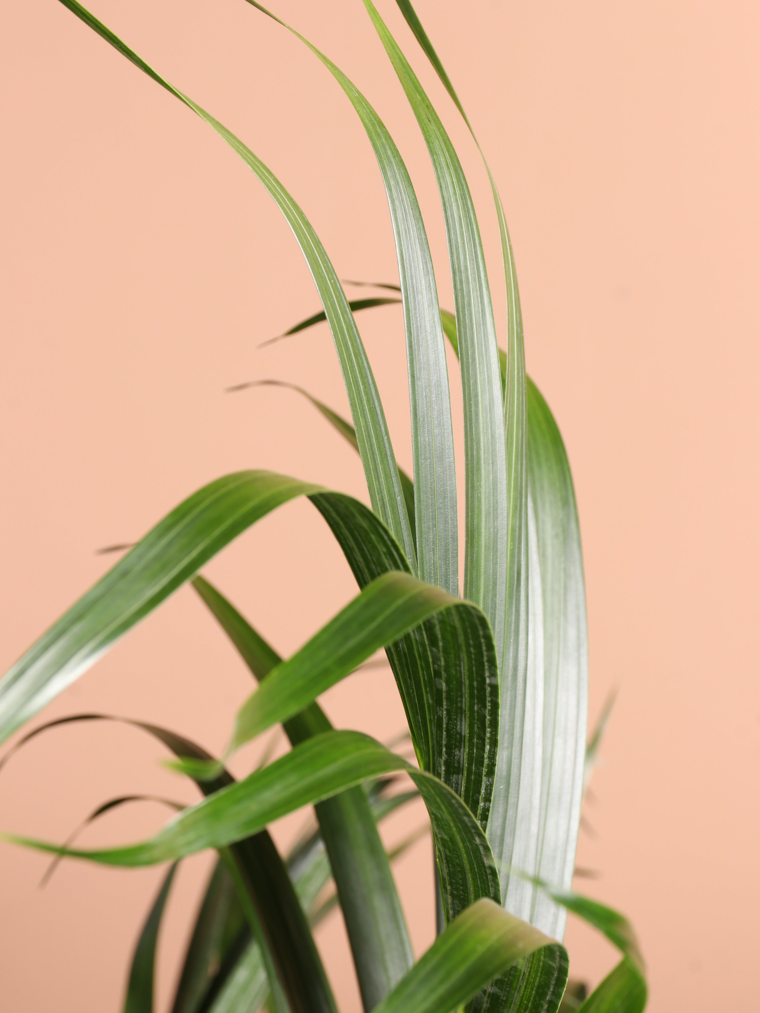 Full Size Cat Palm