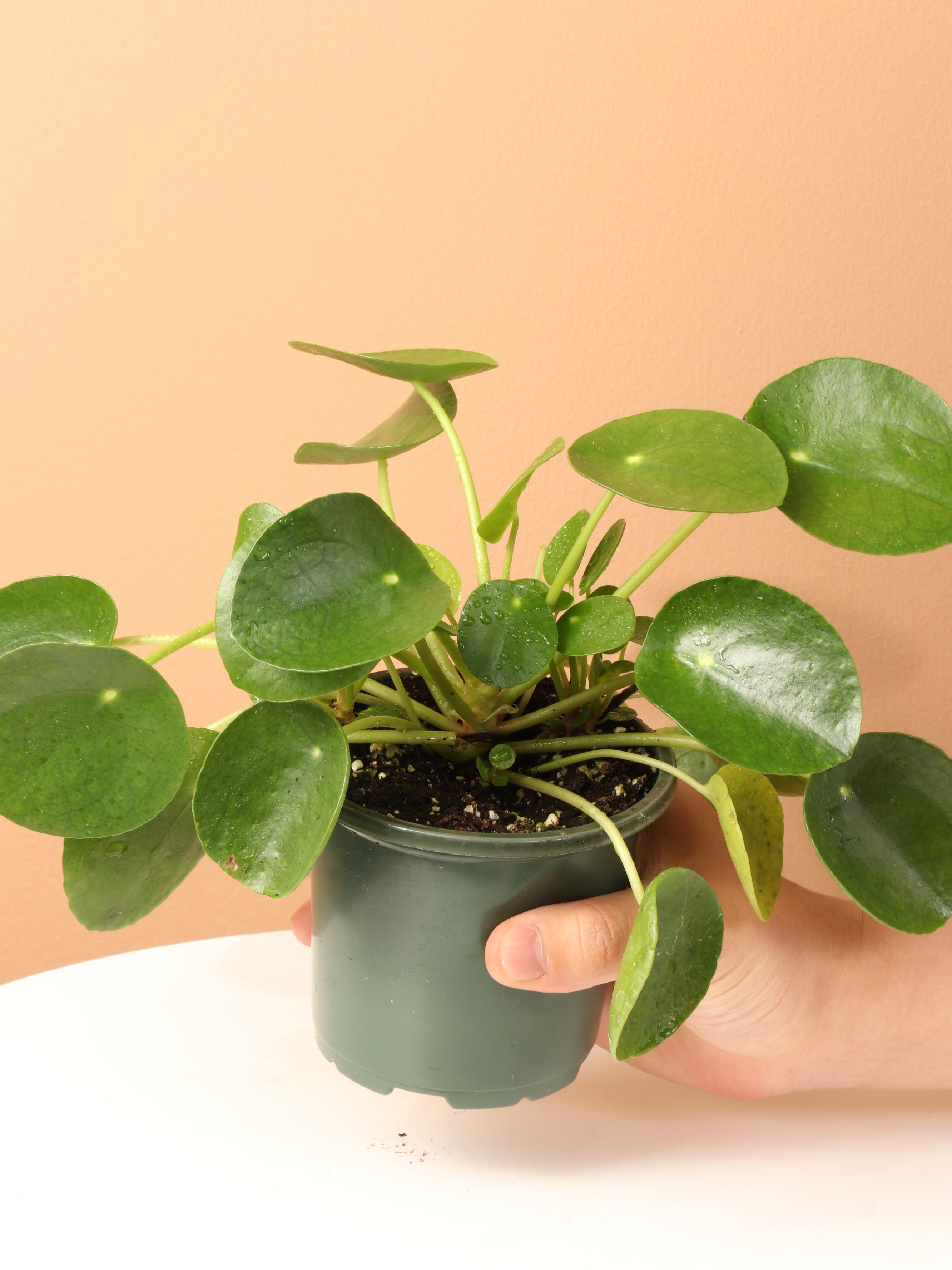 Small Pilea Peperomioides