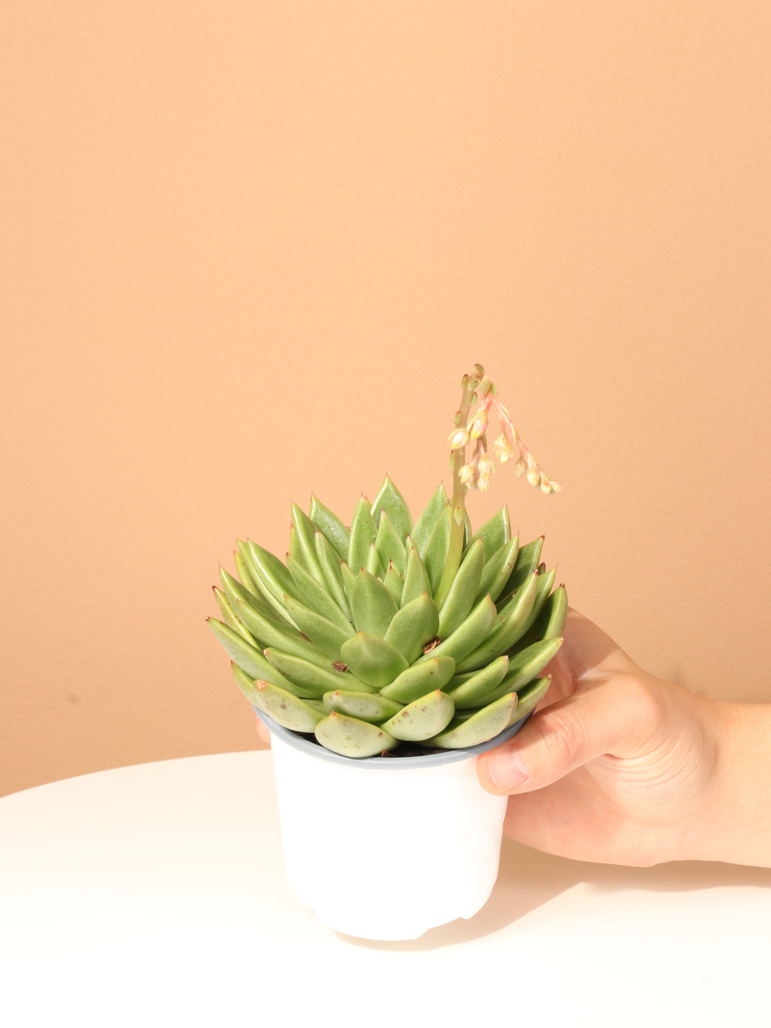 Small Succulent Echeveria