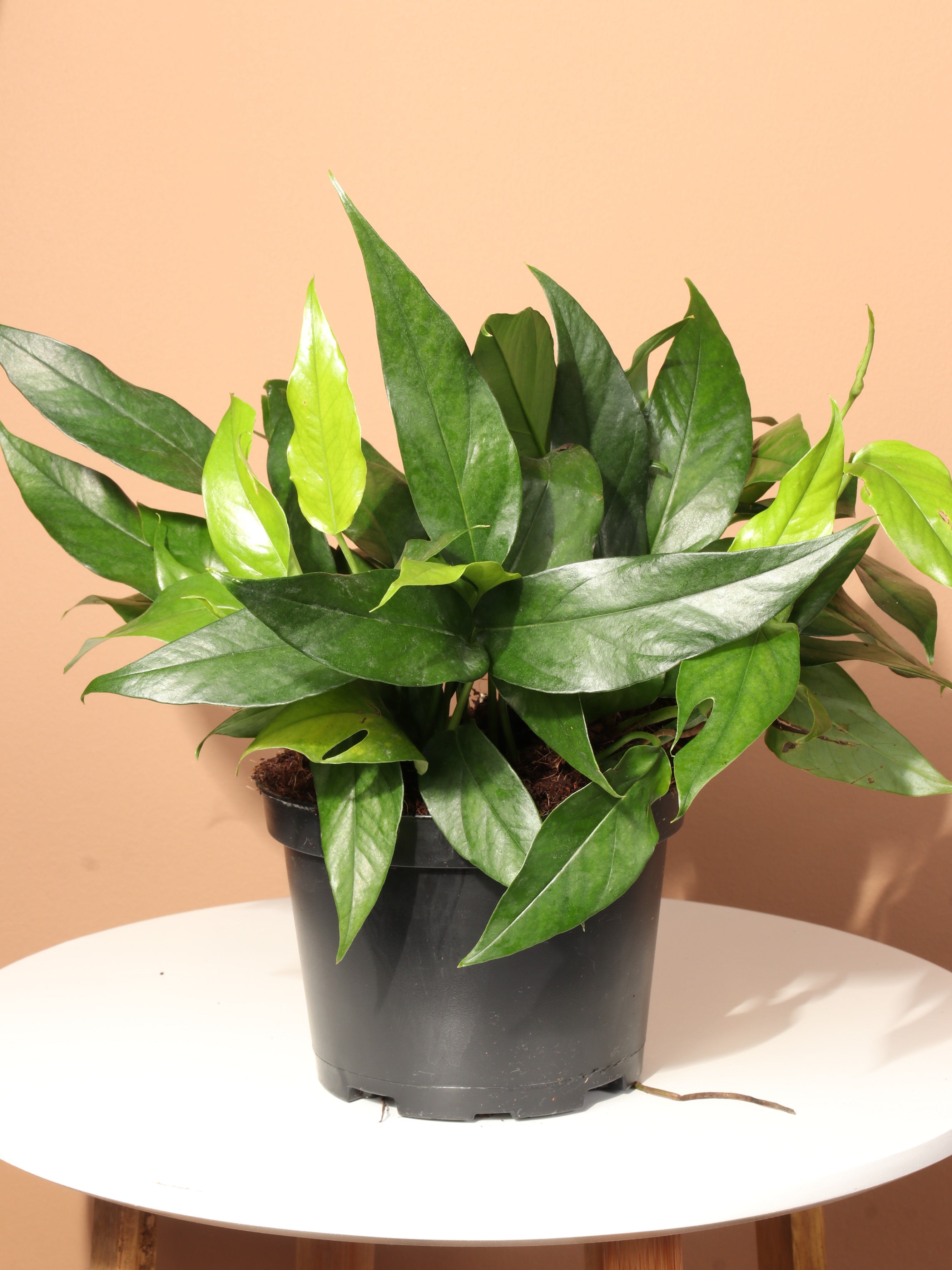 Medium Pothos &
