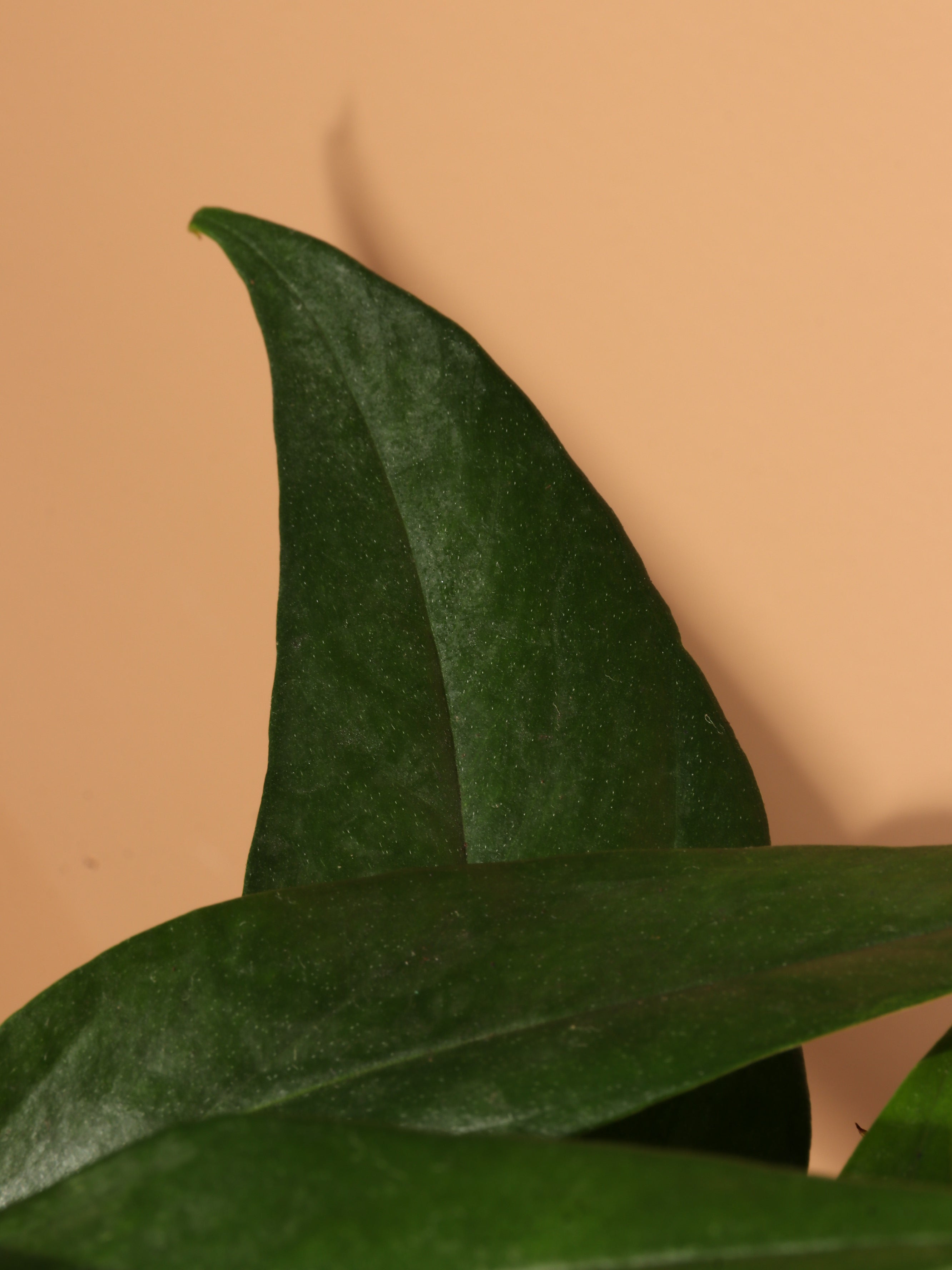 Medium Pothos &