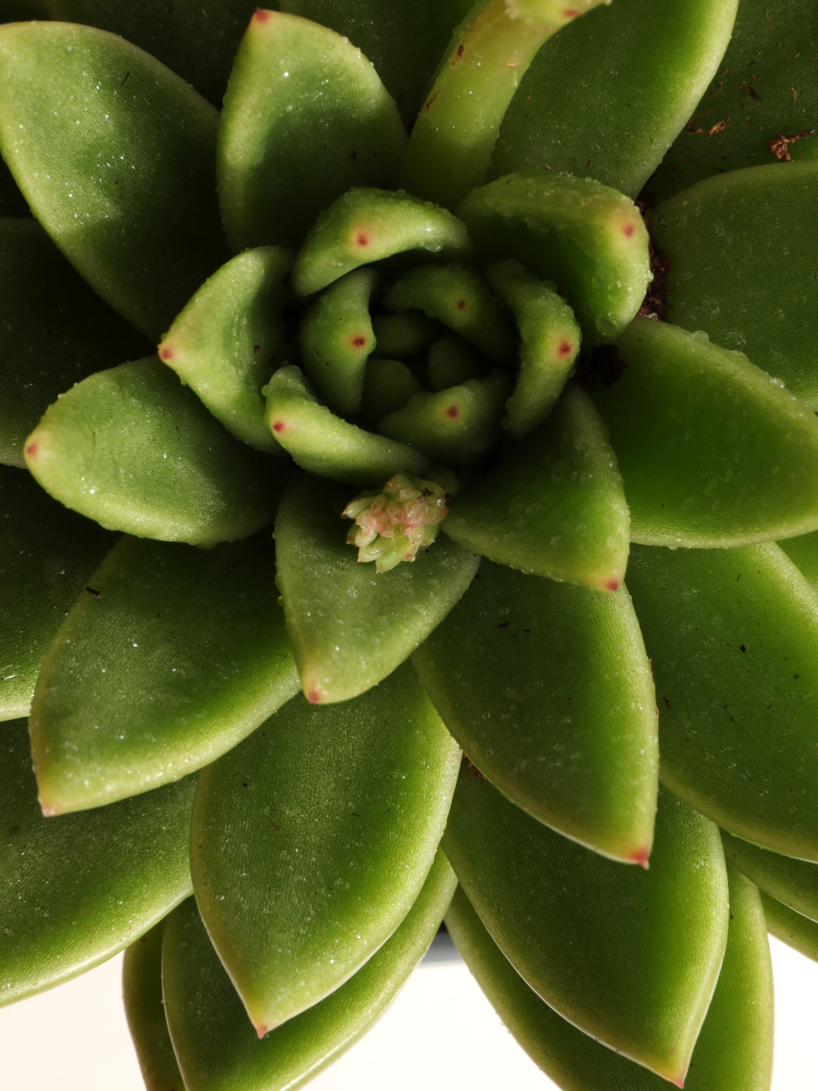 Small Succulent Echeveria