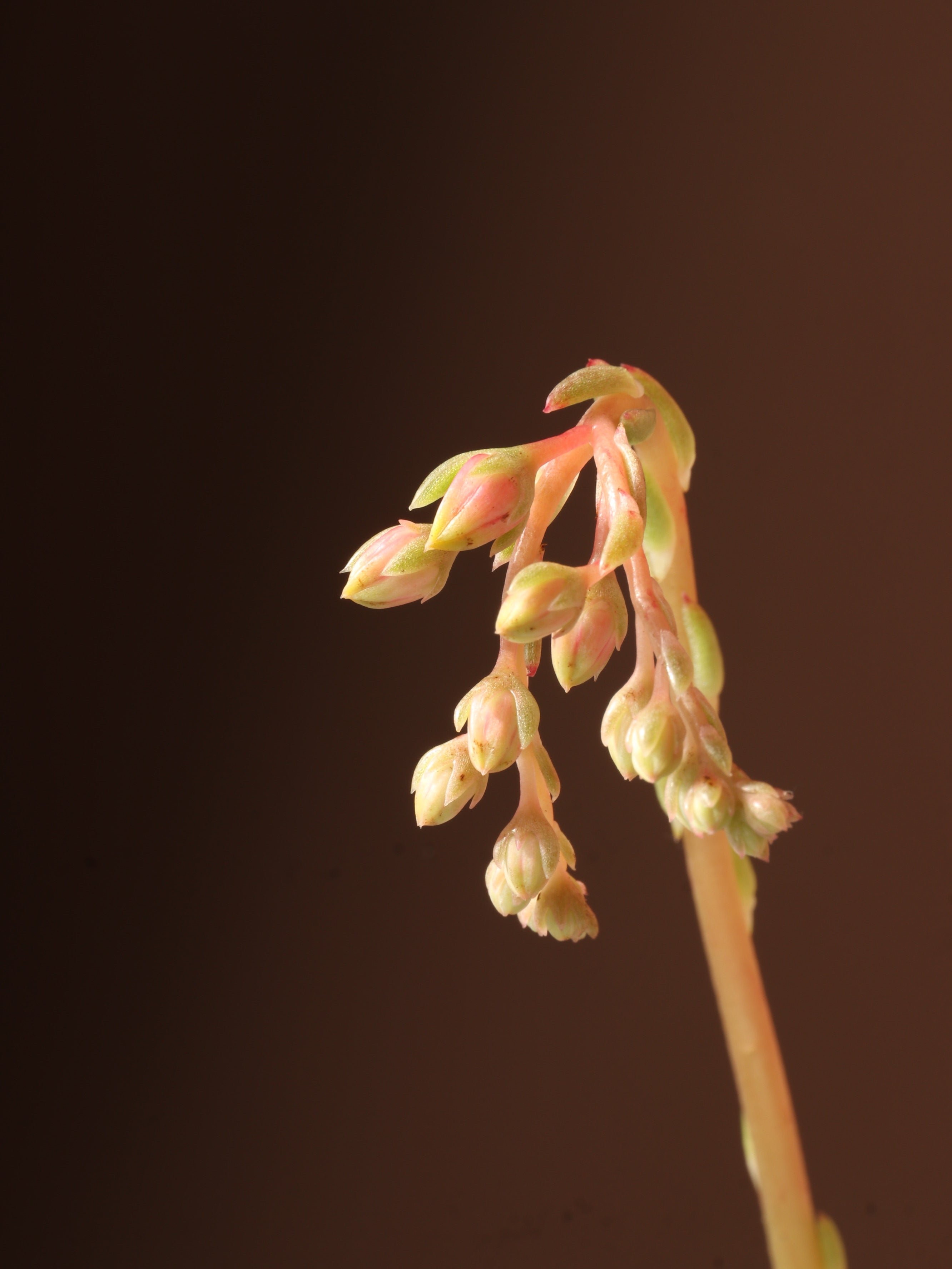 Small Succulent Echeveria