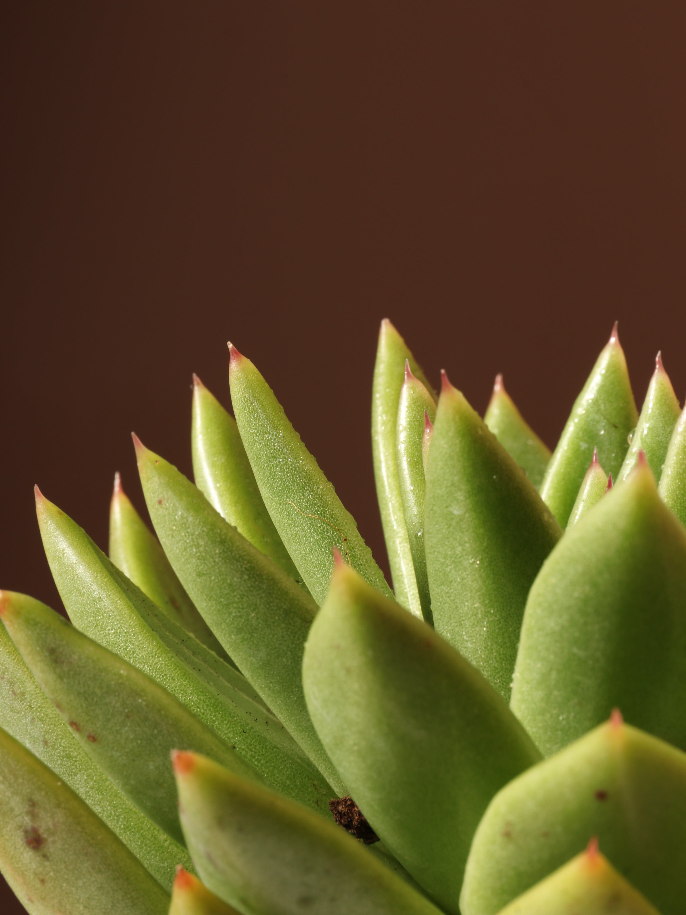 Small Succulent Echeveria