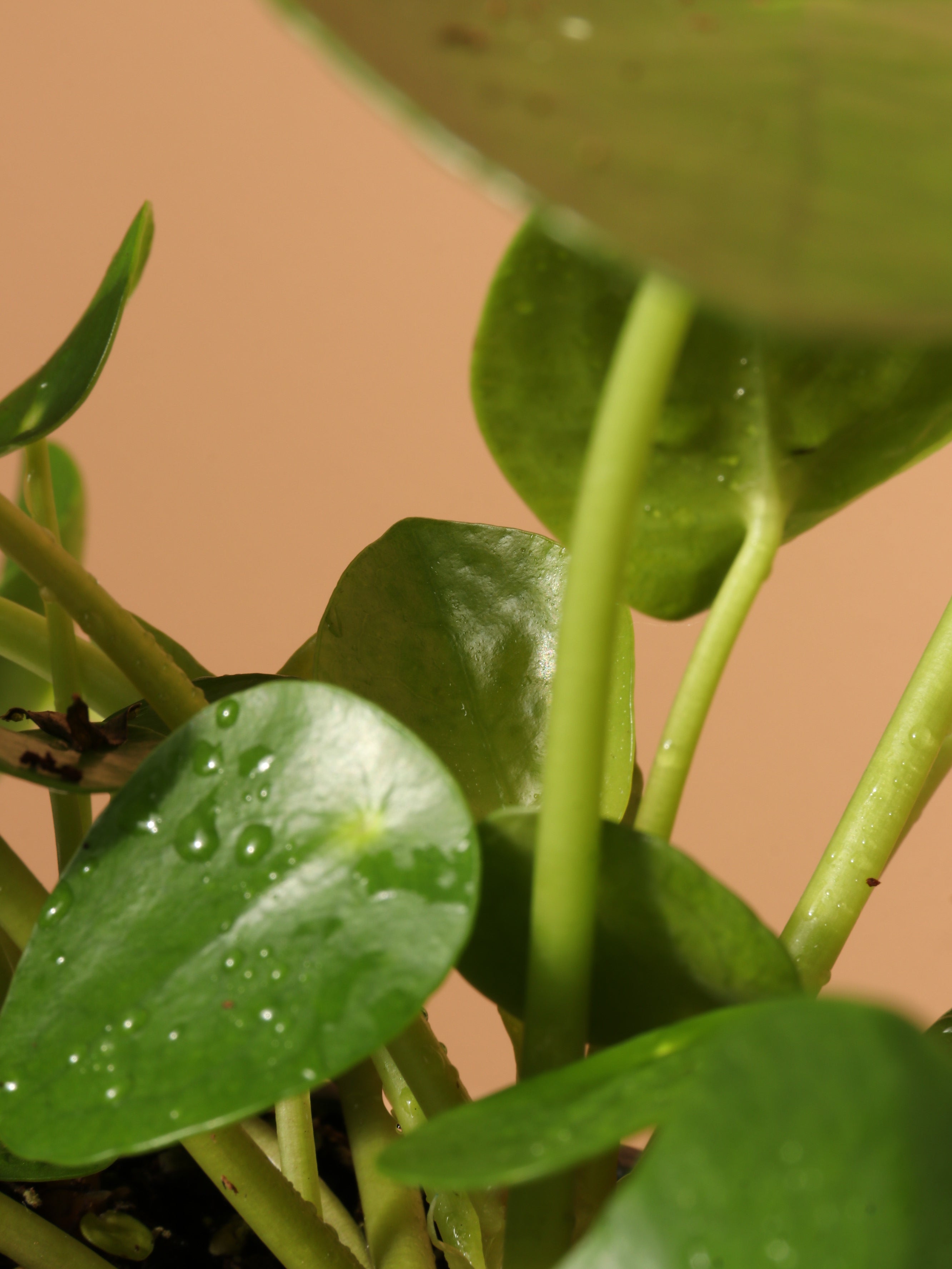 Small Pilea Peperomioides
