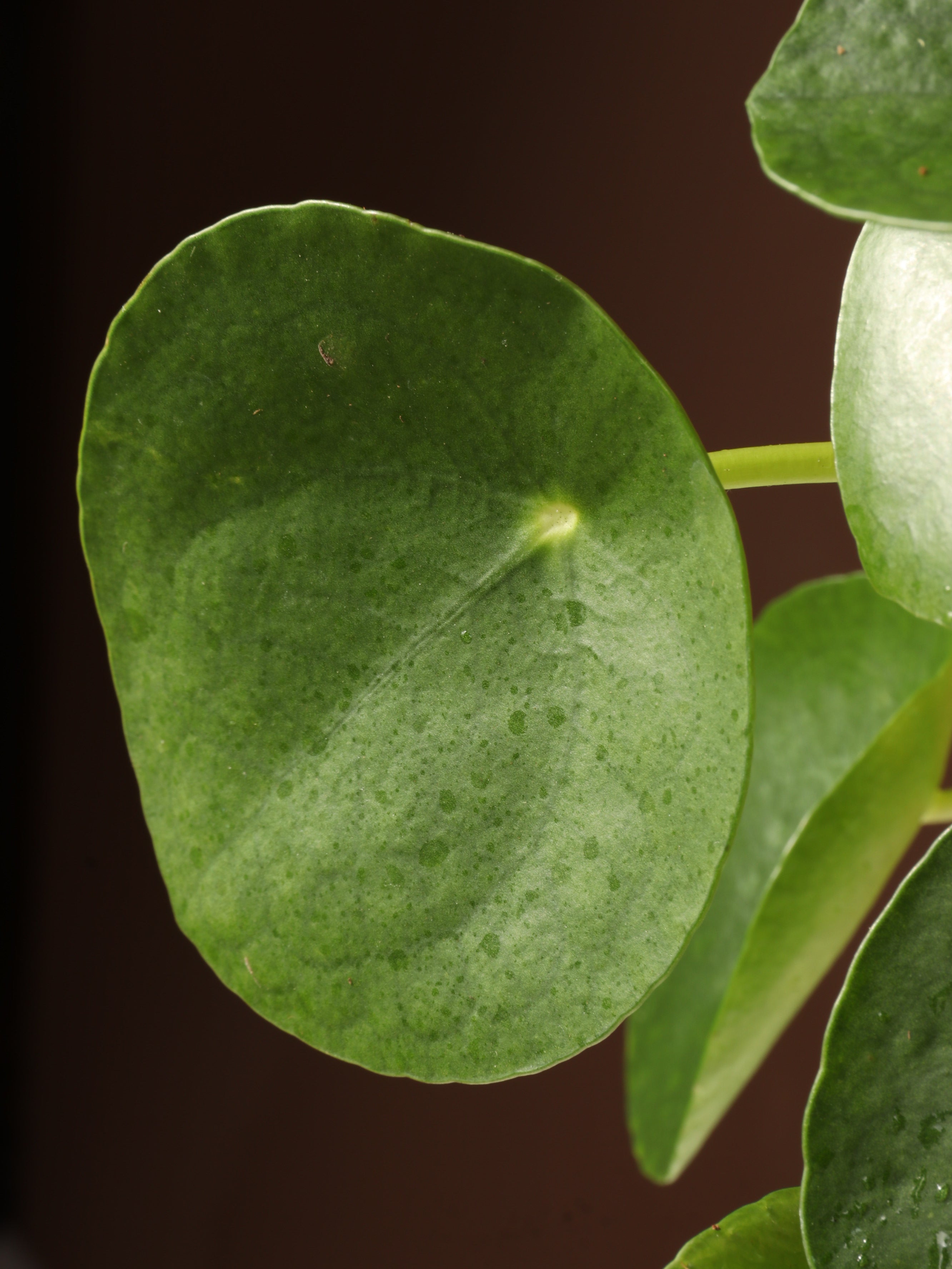 Small Pilea Peperomioides