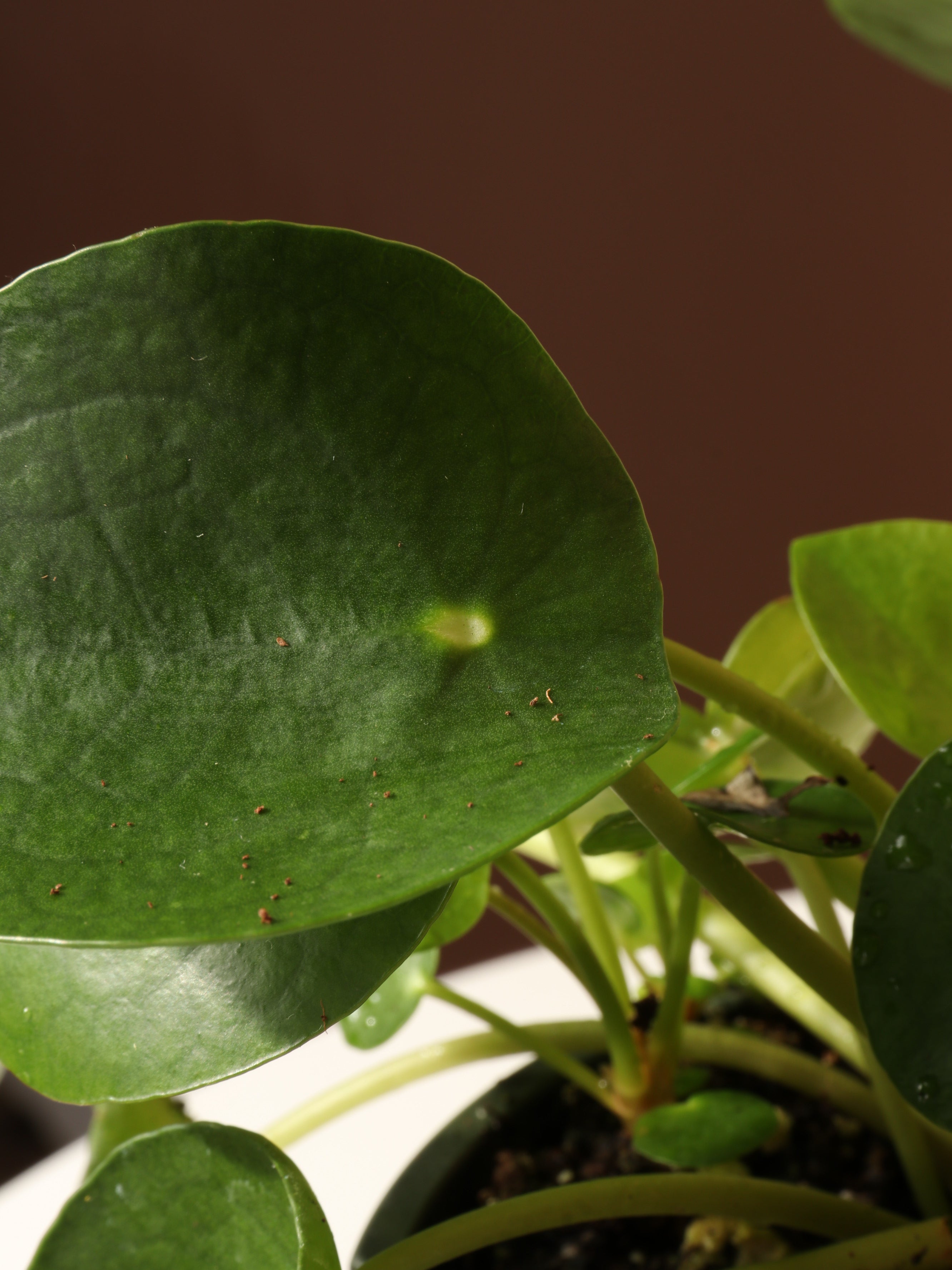 Small Pilea Peperomioides