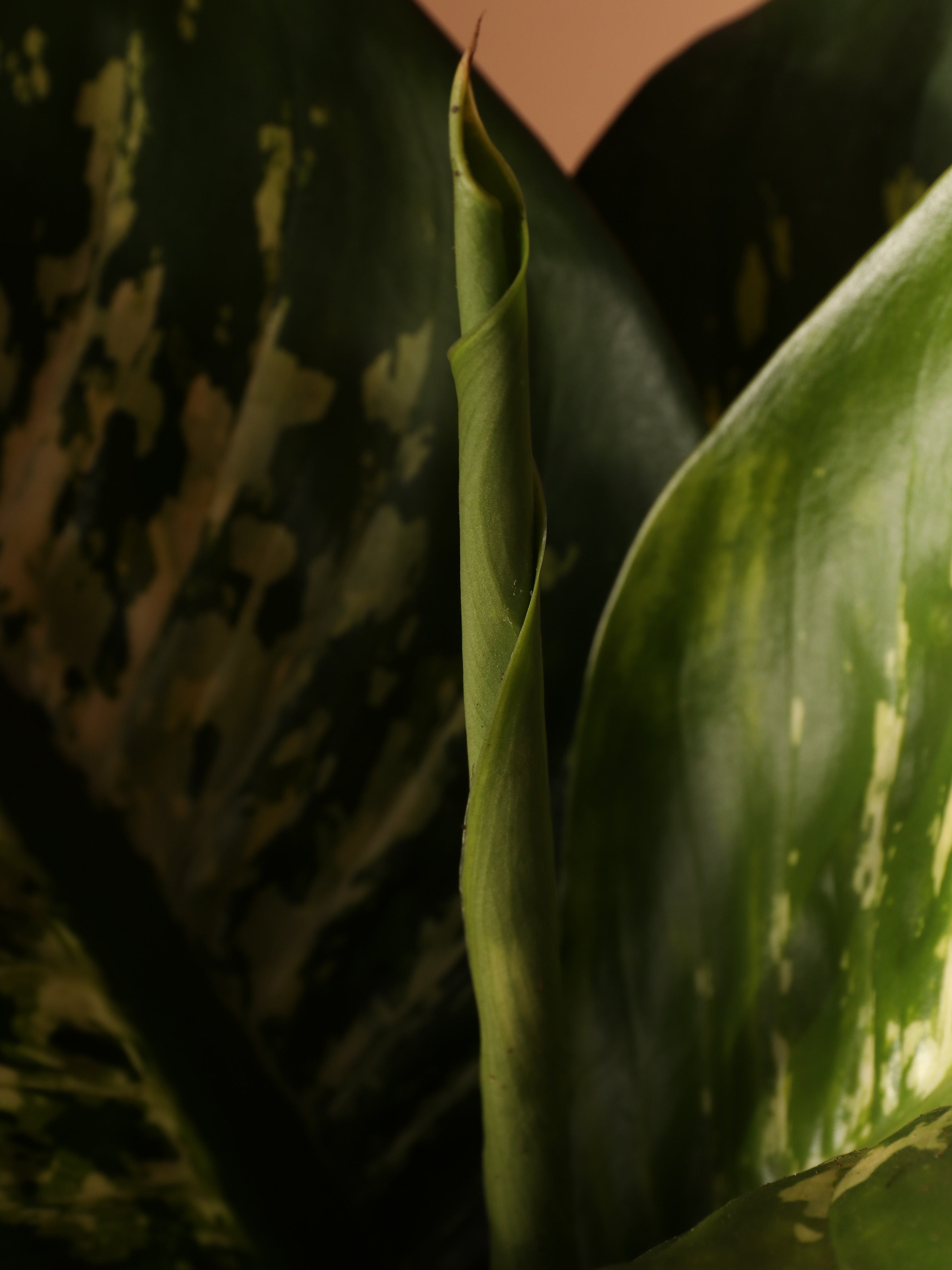 Large Dieffenbachia &
