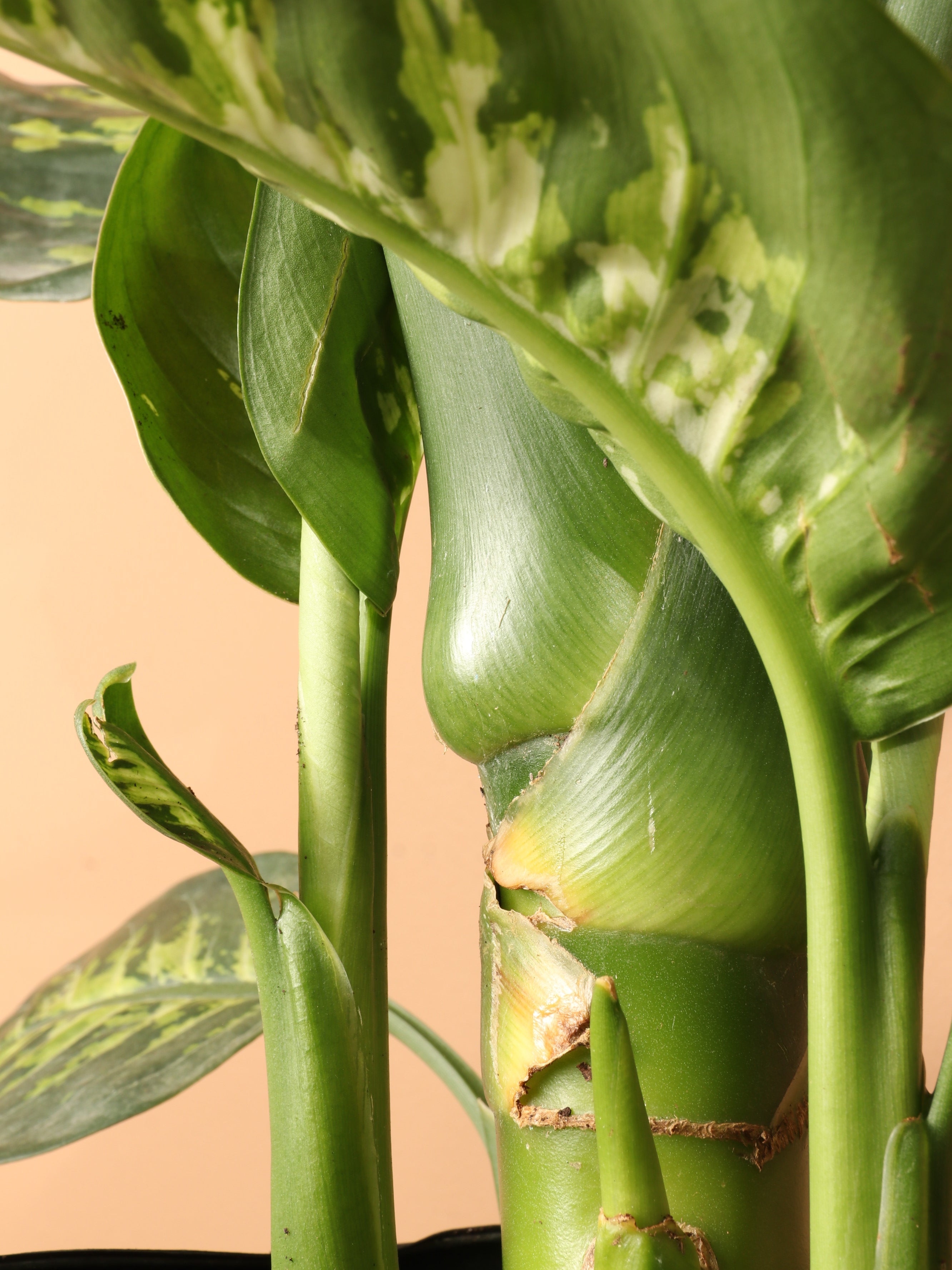 Large Dieffenbachia &