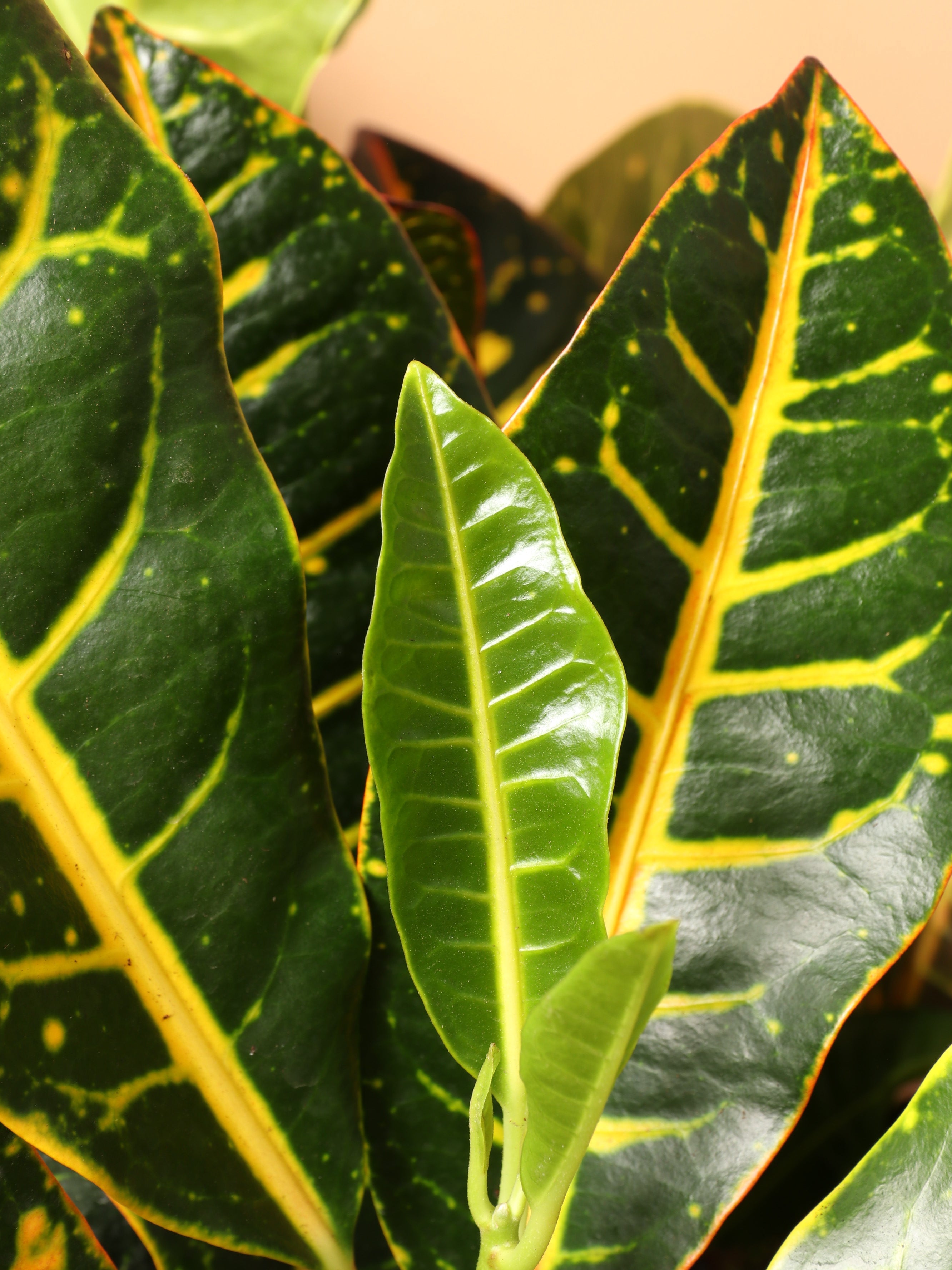 Large Garden Croton