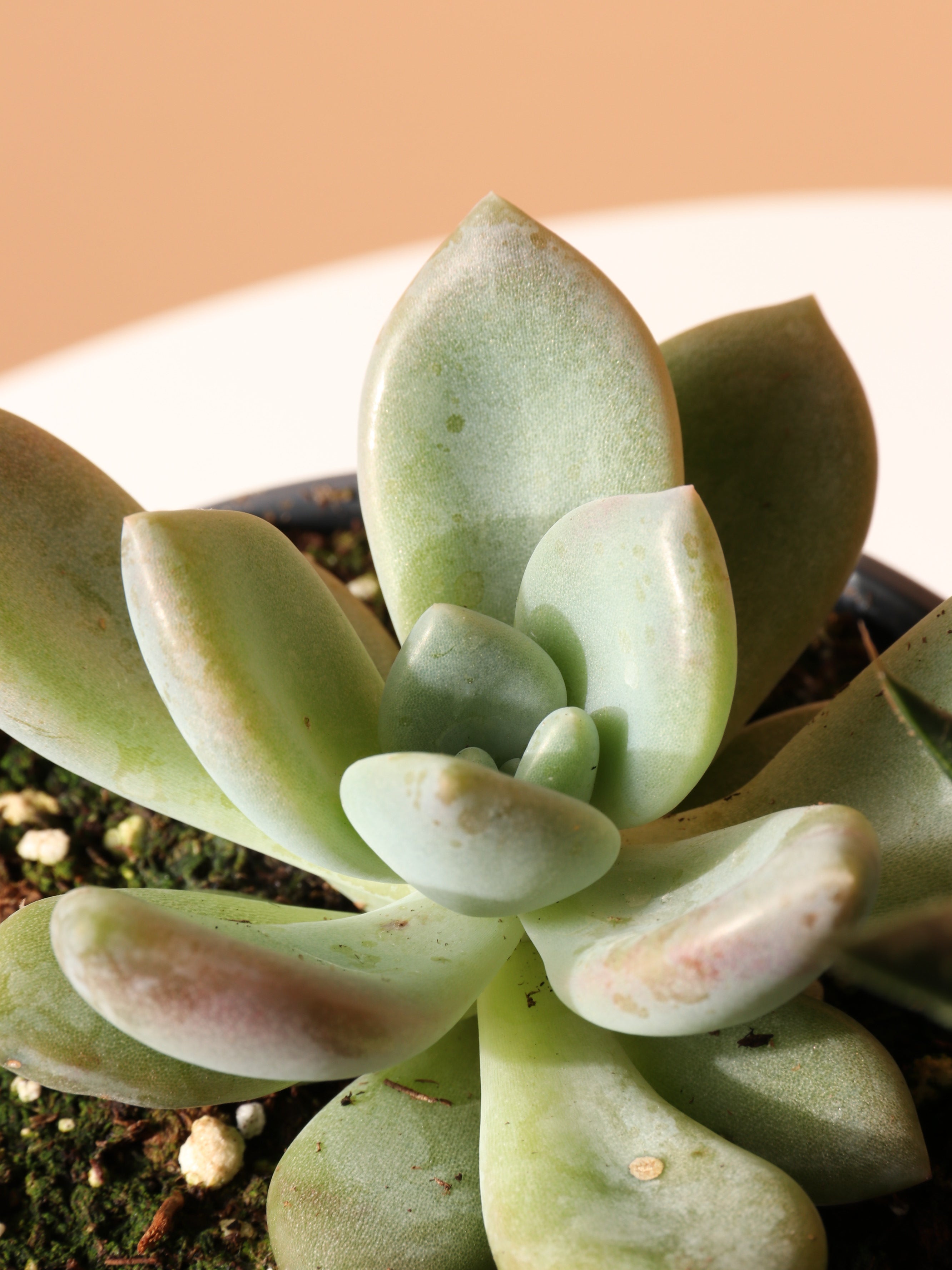 The Succulent Club