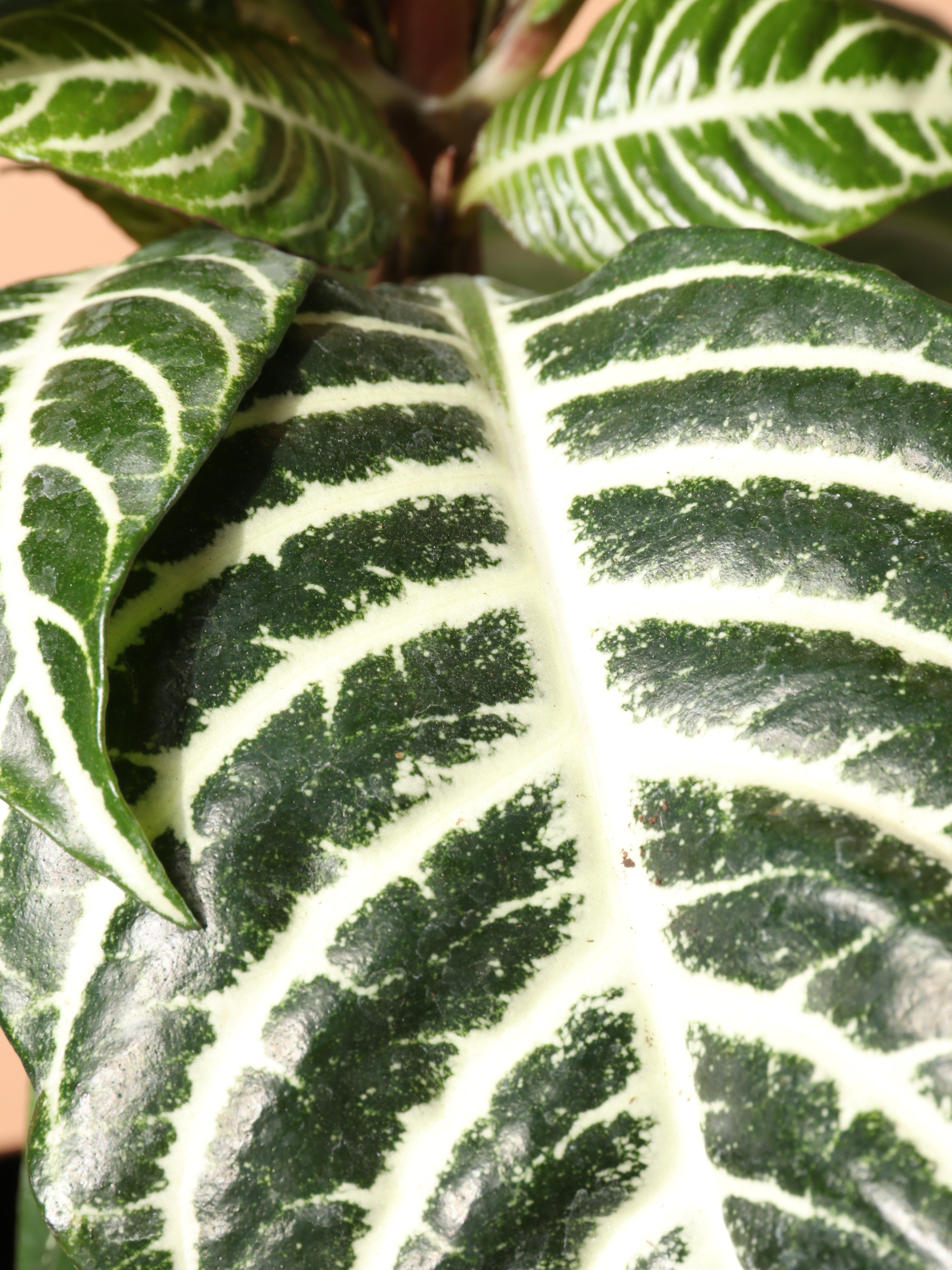 Medium Zebra Plant