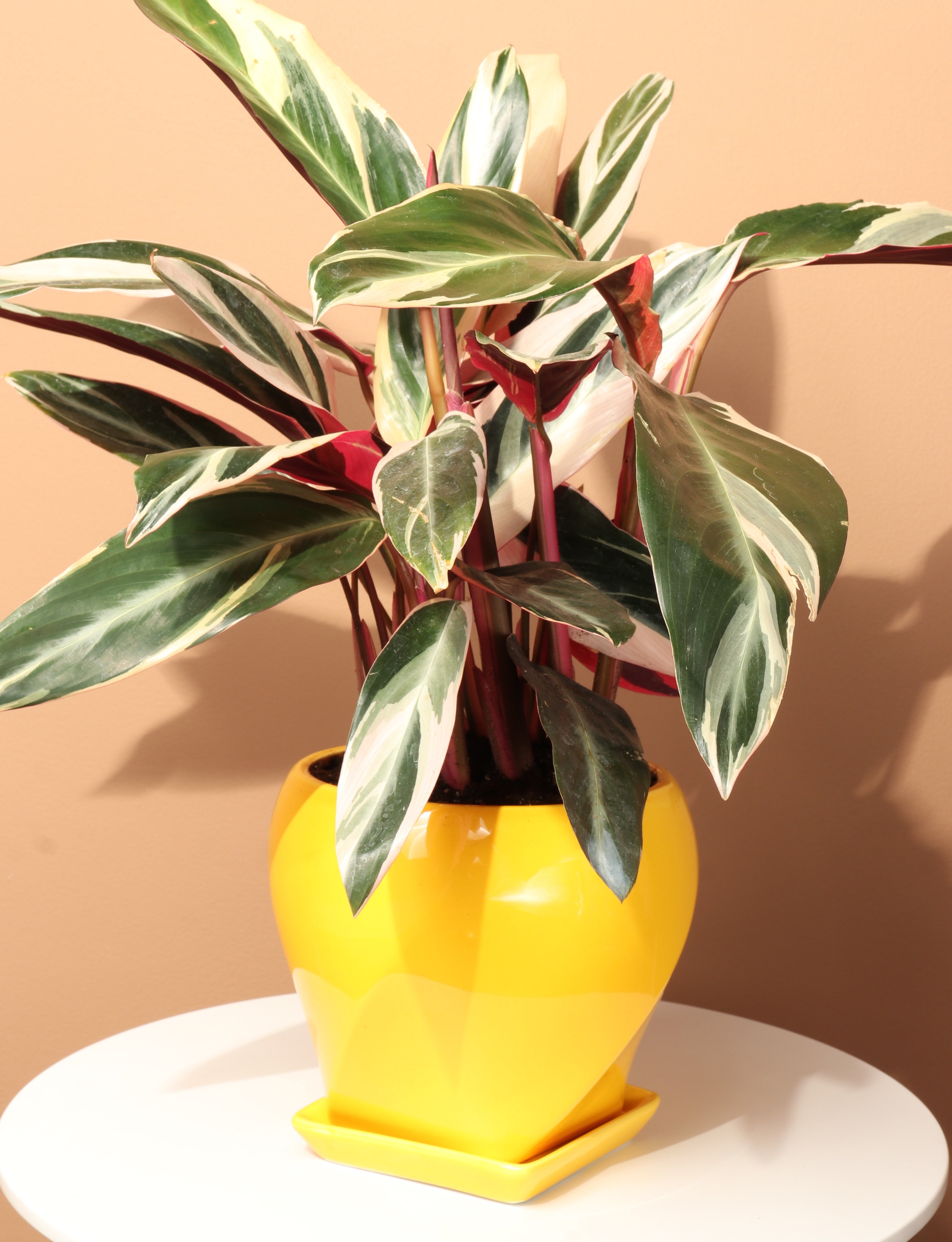 Medium Tricolor Prayer Plant