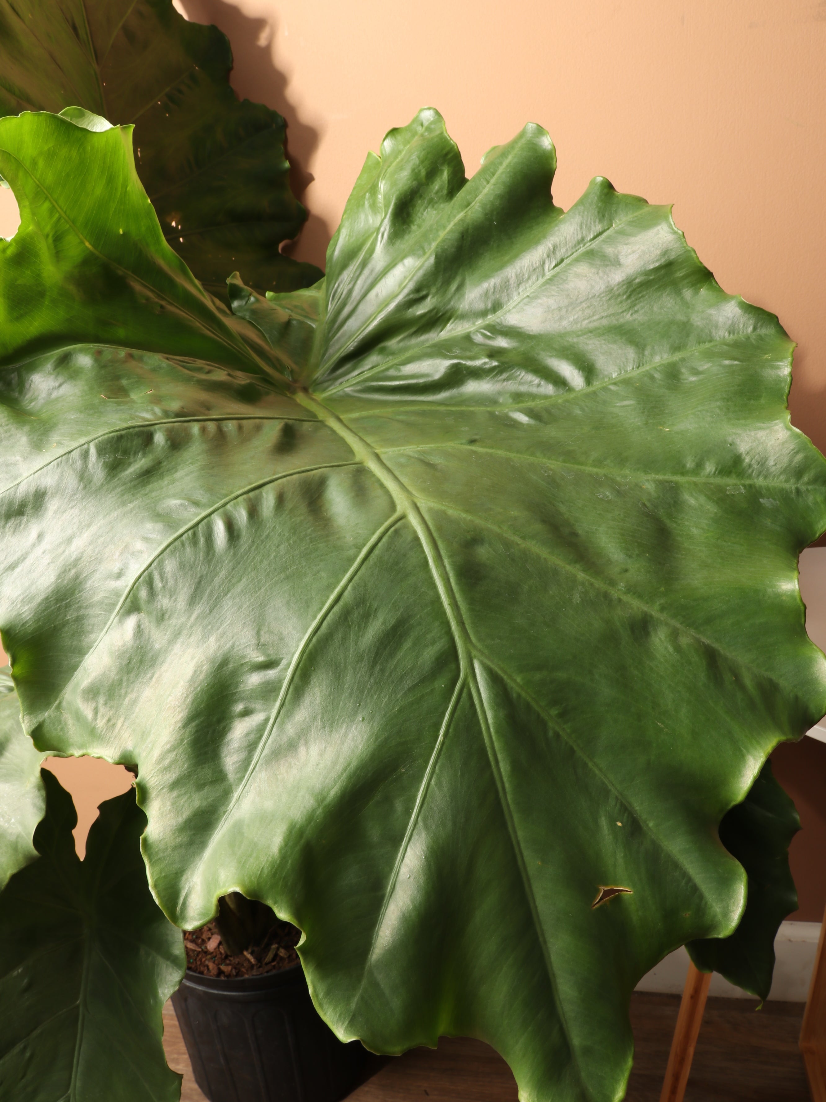 Large Alocasia &
