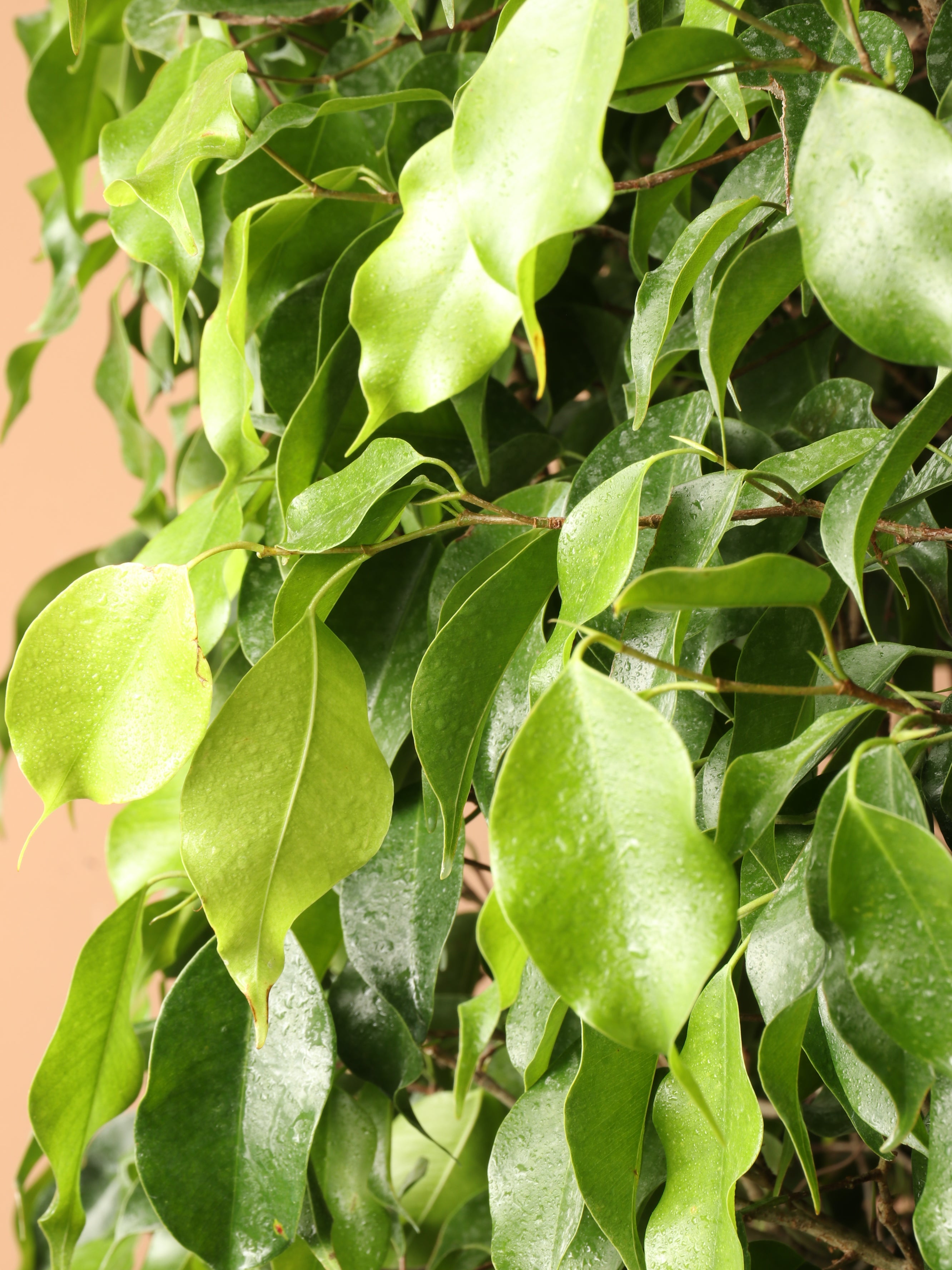 Huge Ficus &