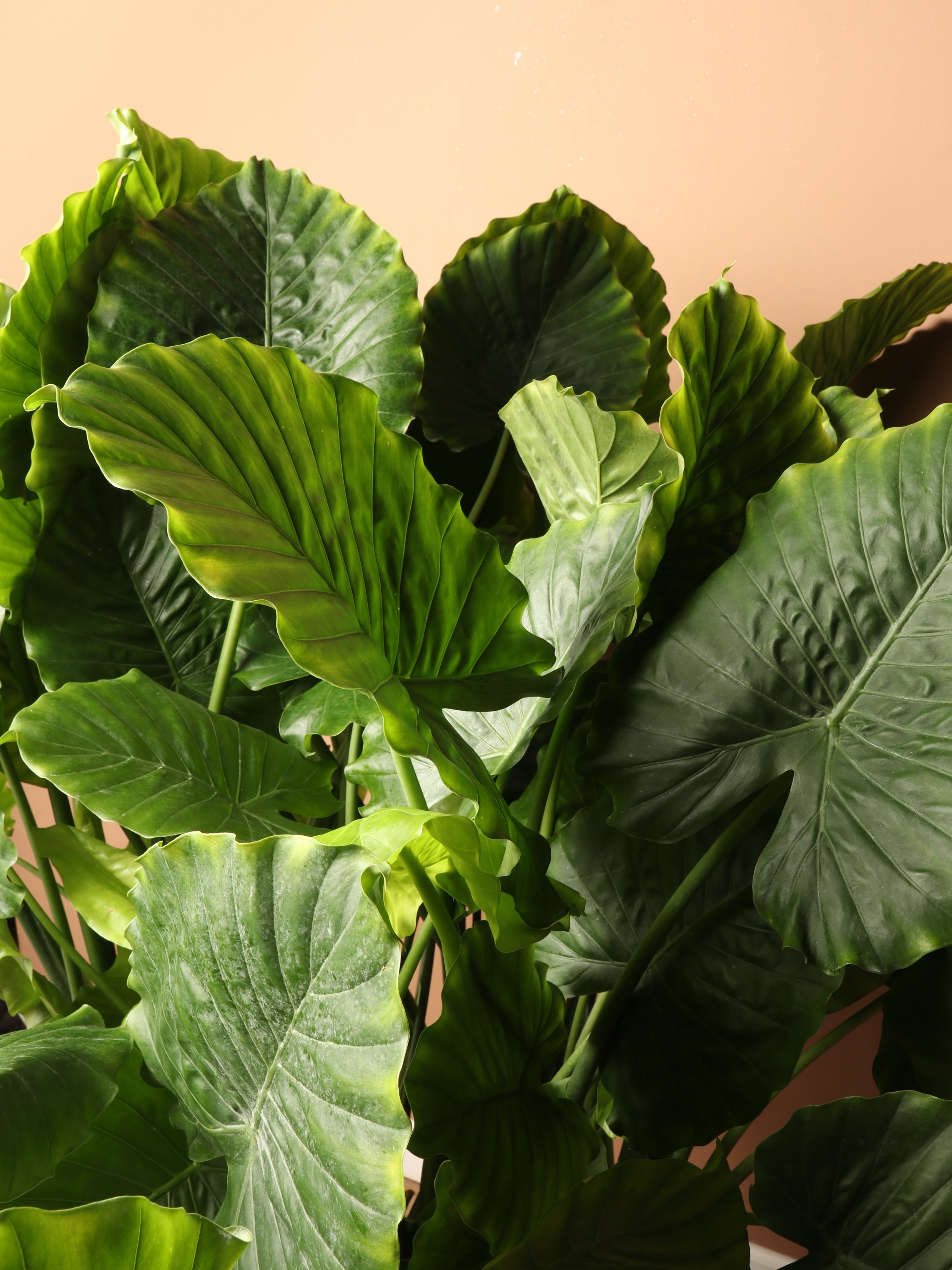 Large Alocasia &