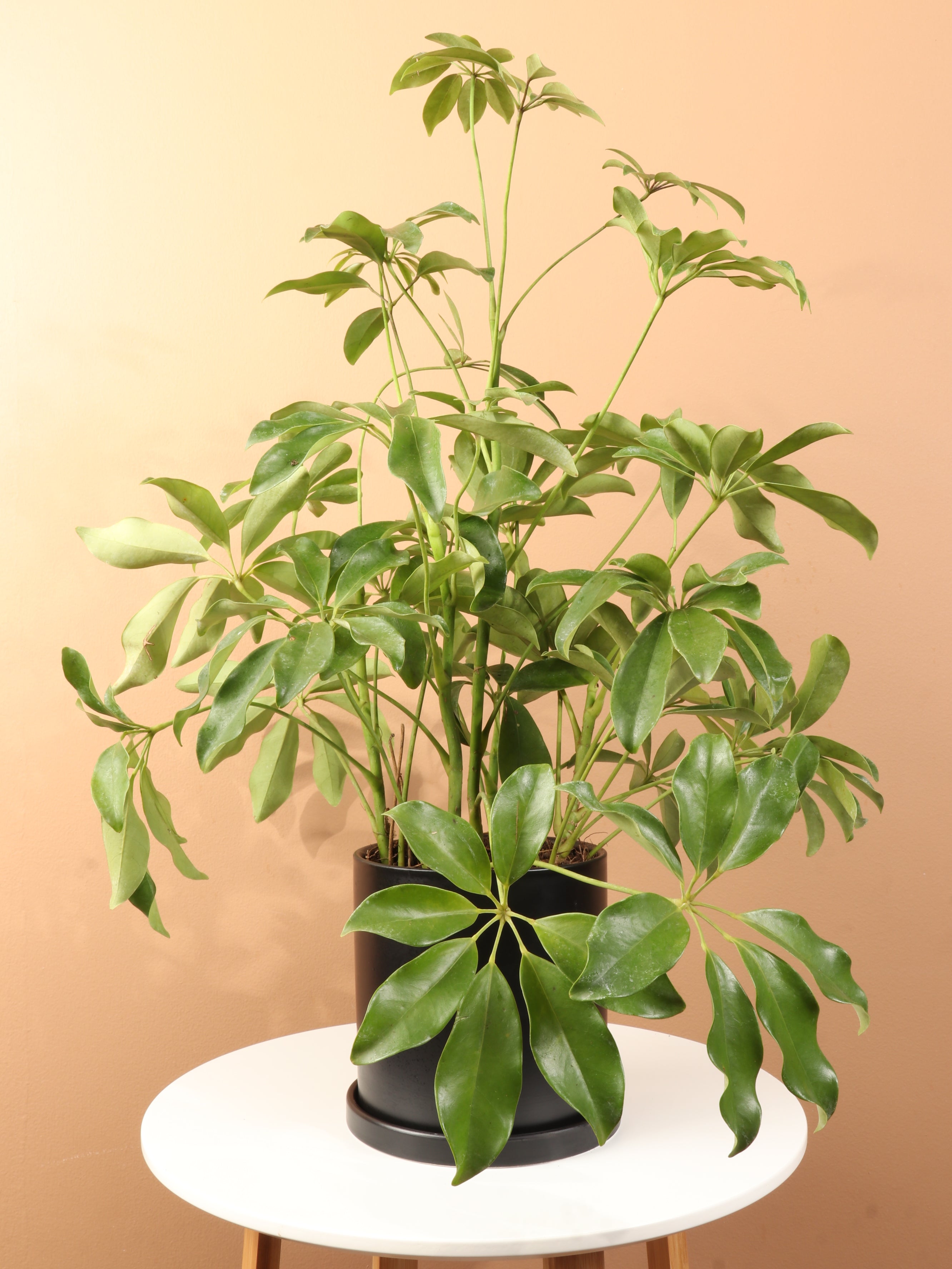 Medium Schefflera &