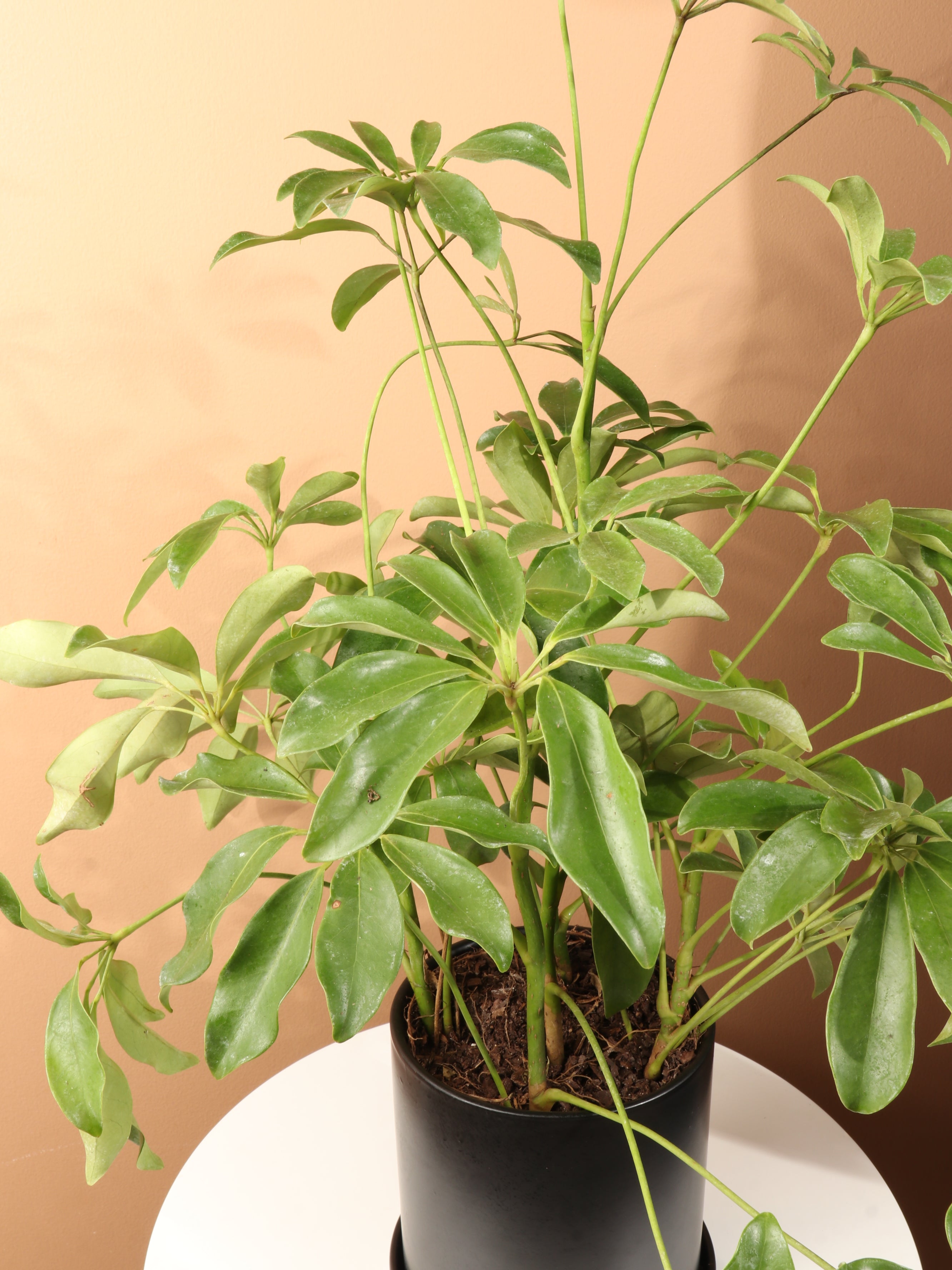 Medium Schefflera &