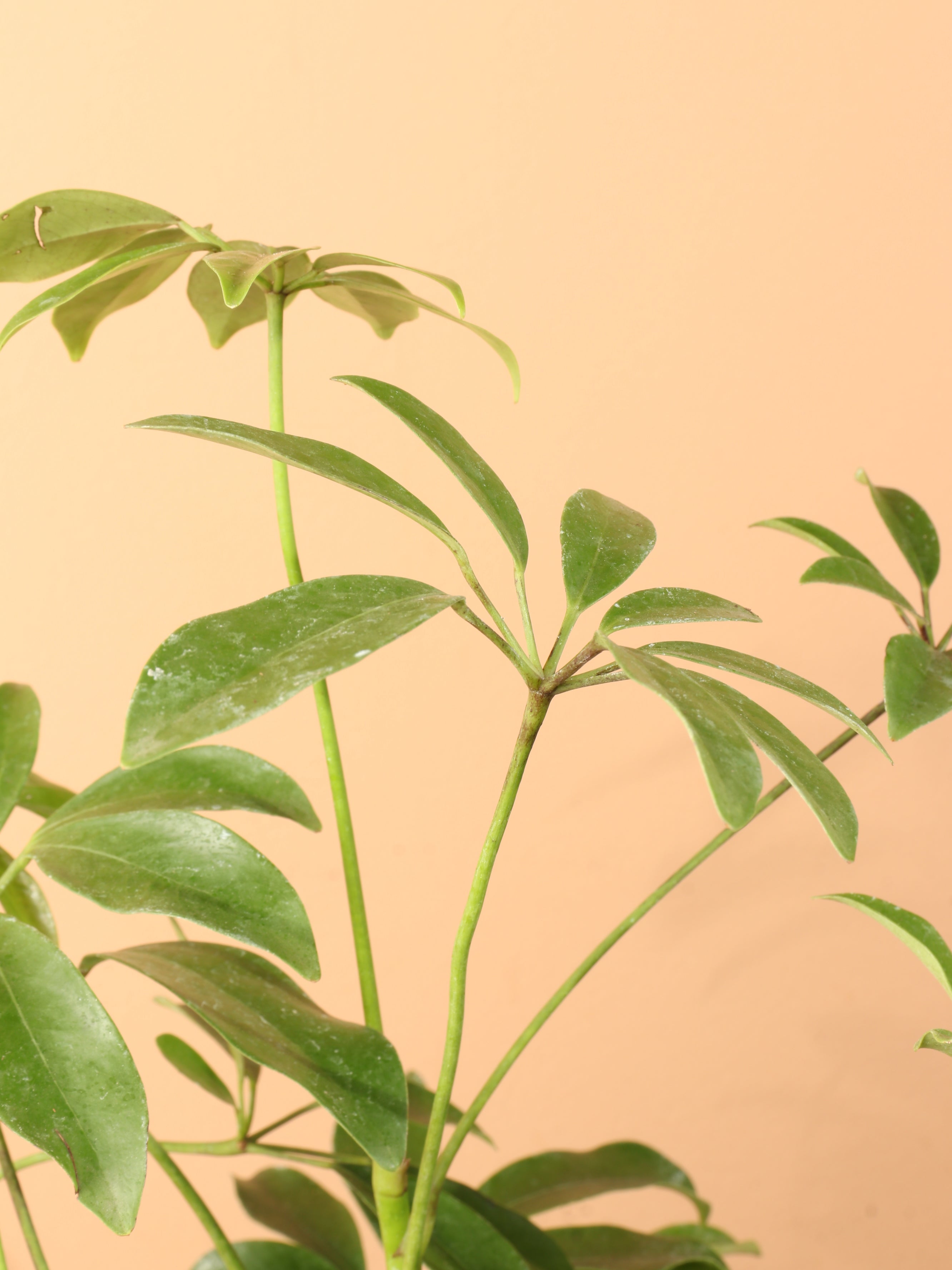 Medium Schefflera &