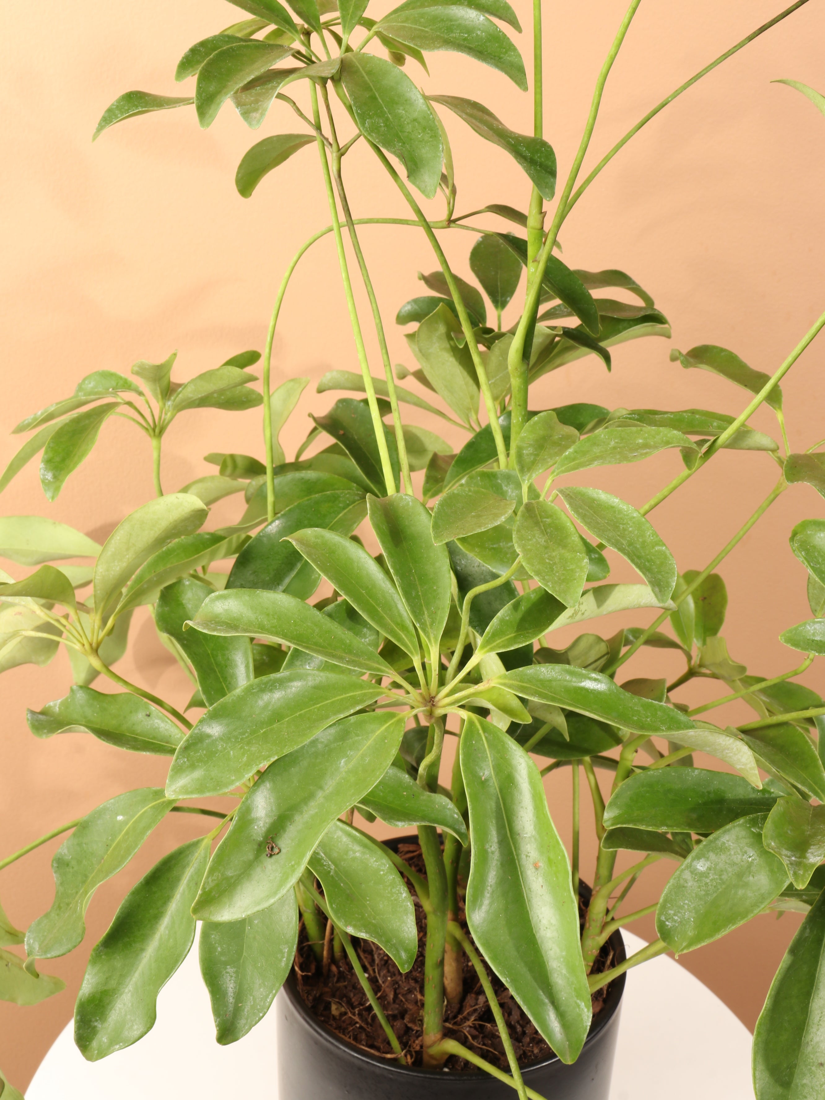 Medium Schefflera &