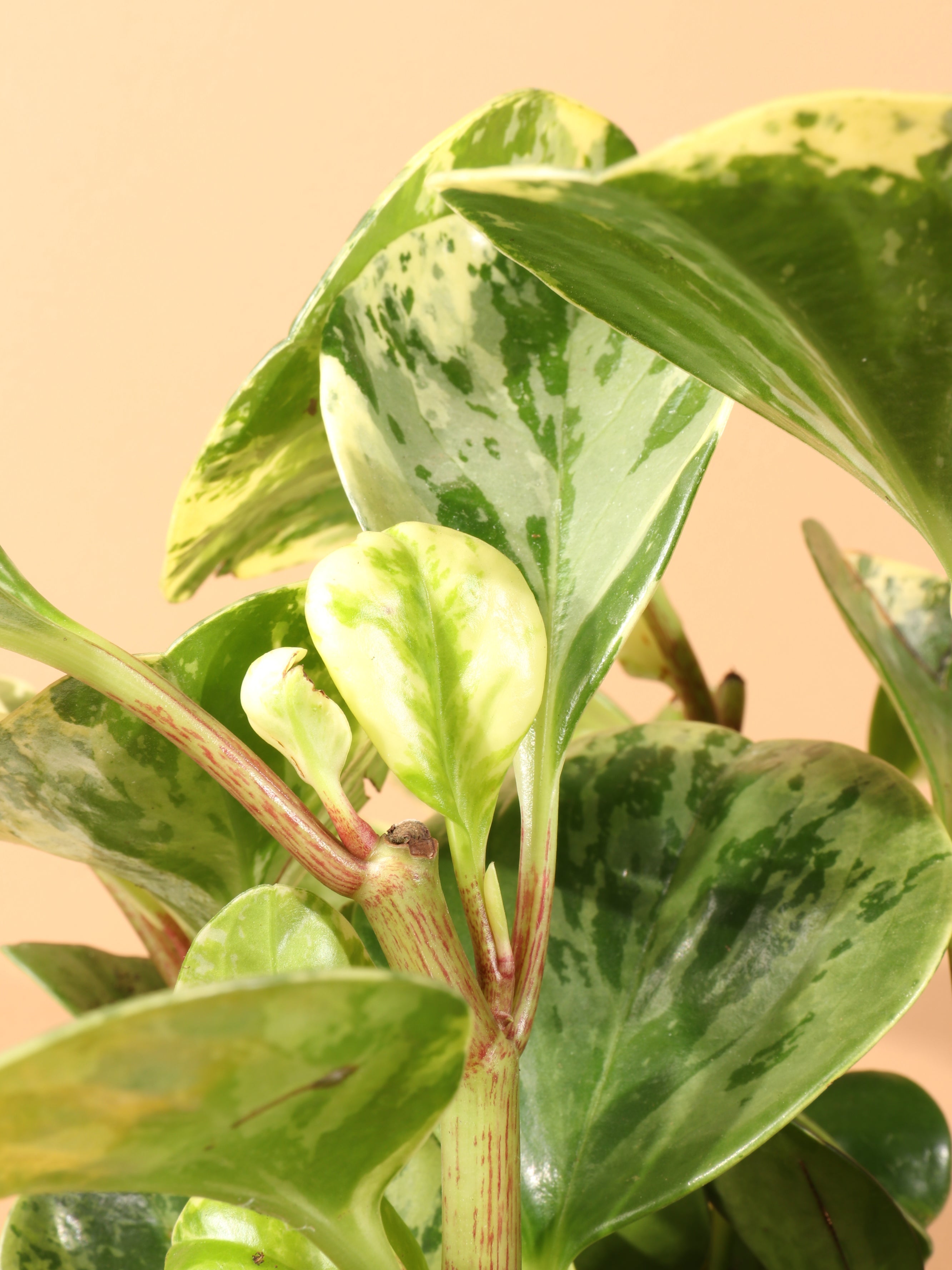 Medium Baby Rubber Plant Variegated