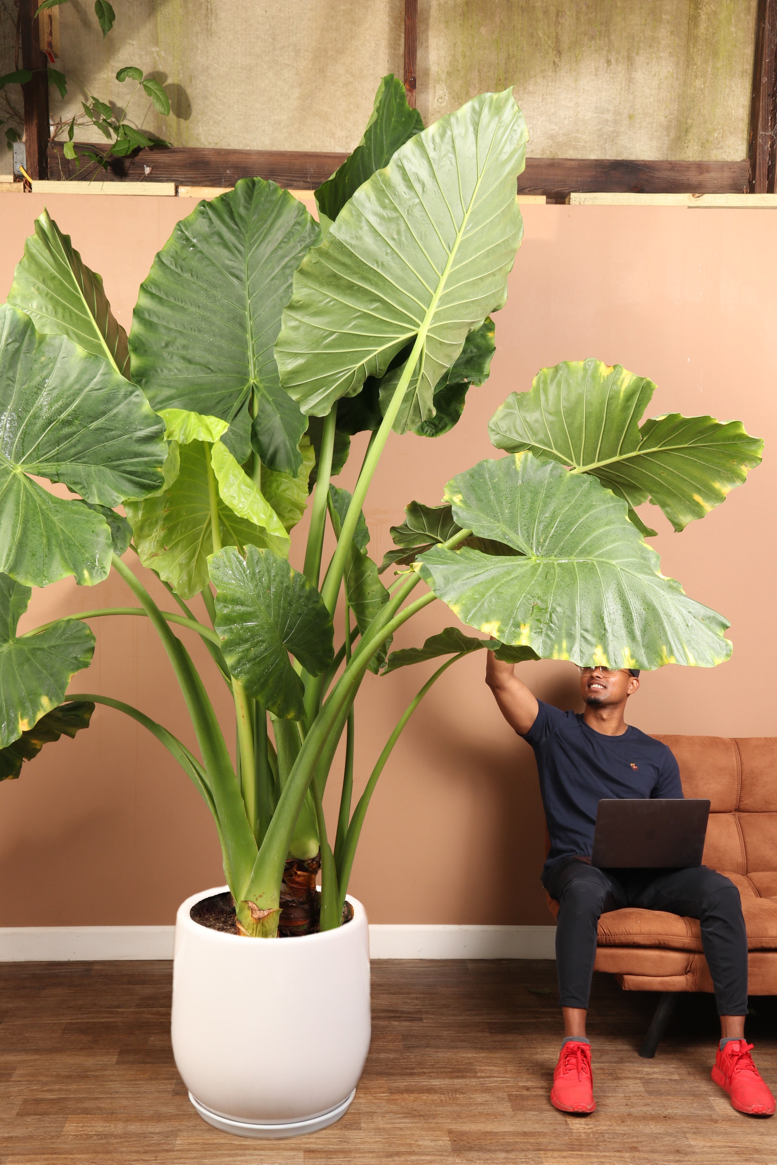 Huge Alocasia &