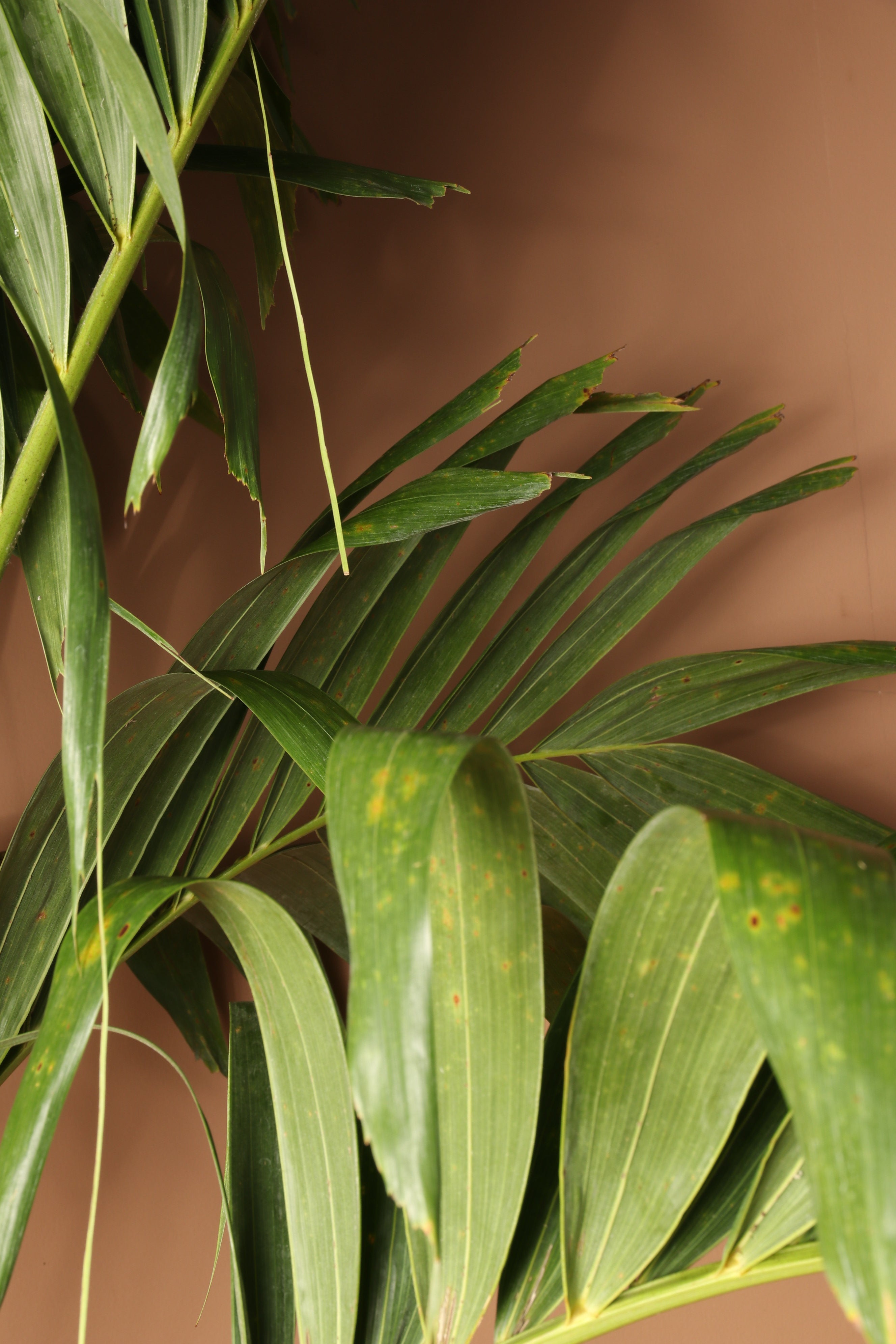 Huge Adonidia Palm