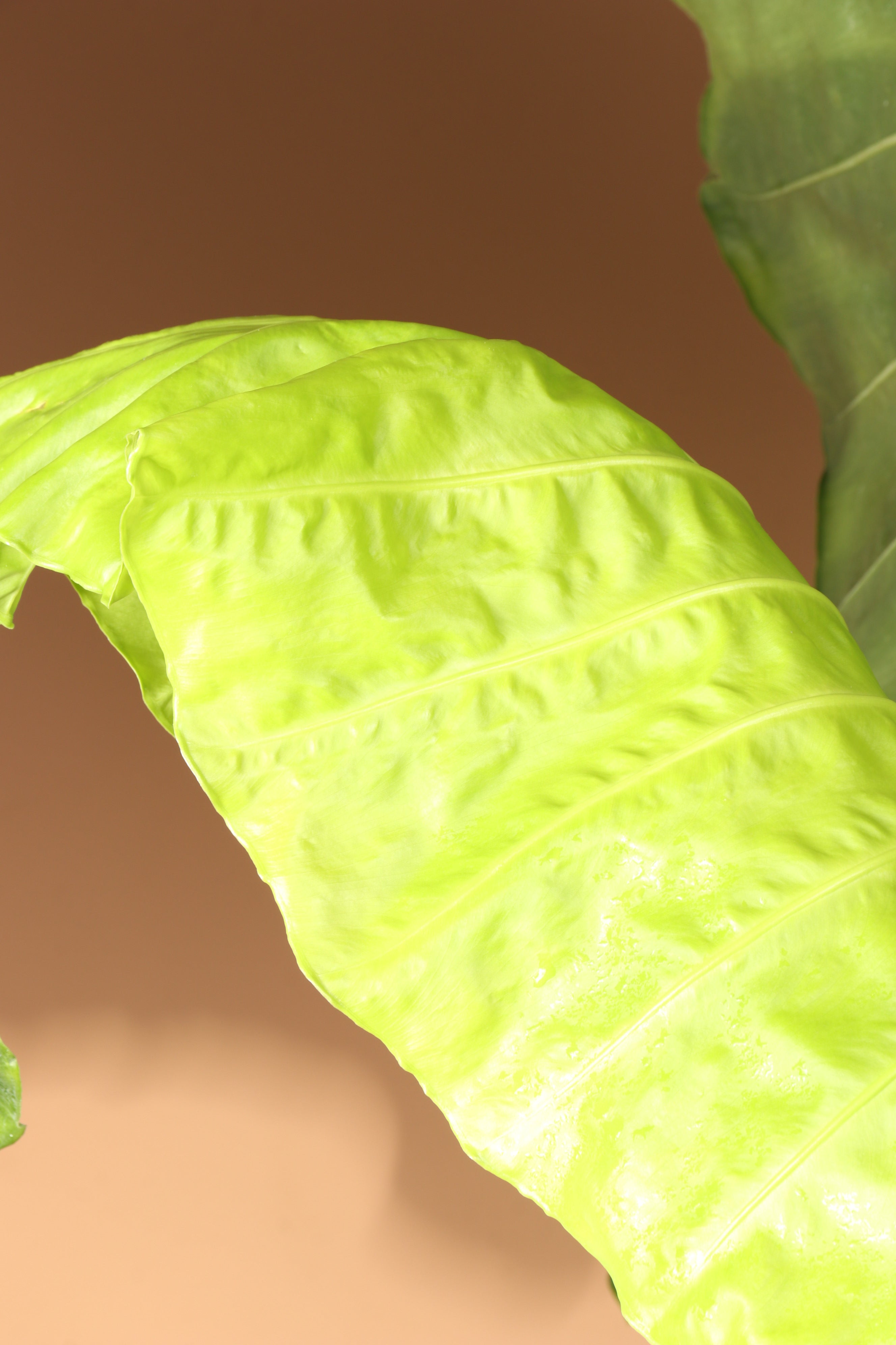 Huge Alocasia &
