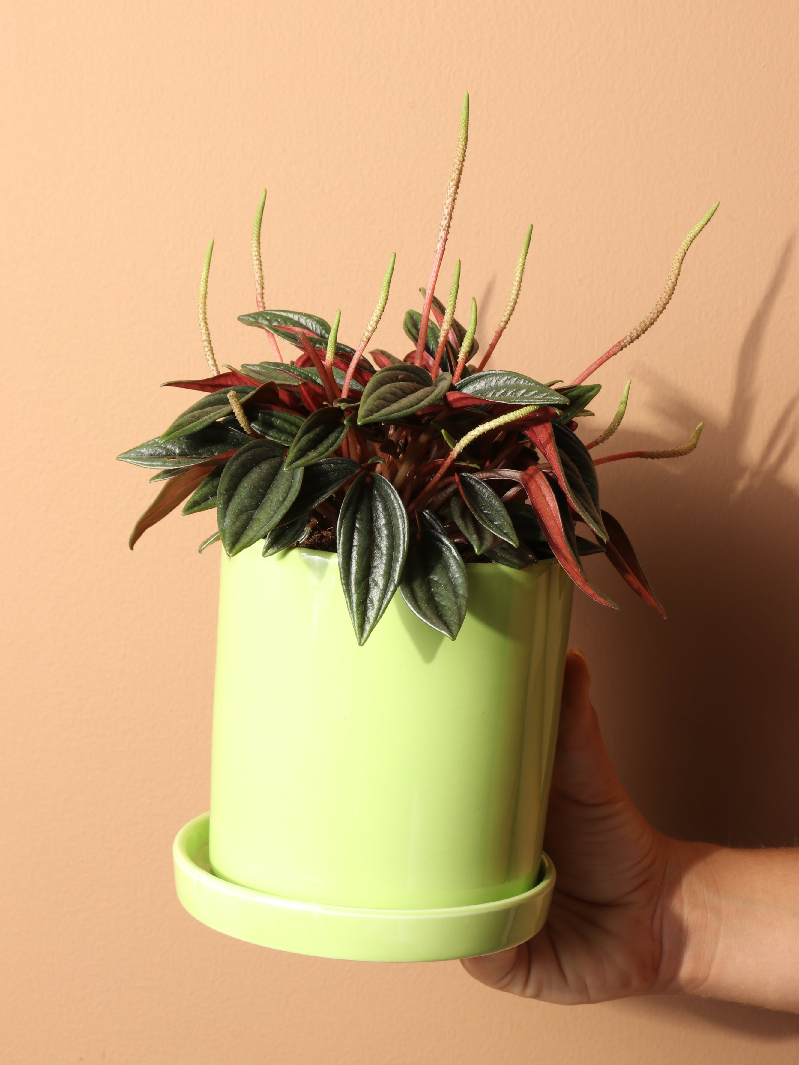 Small Peperomia Rosso