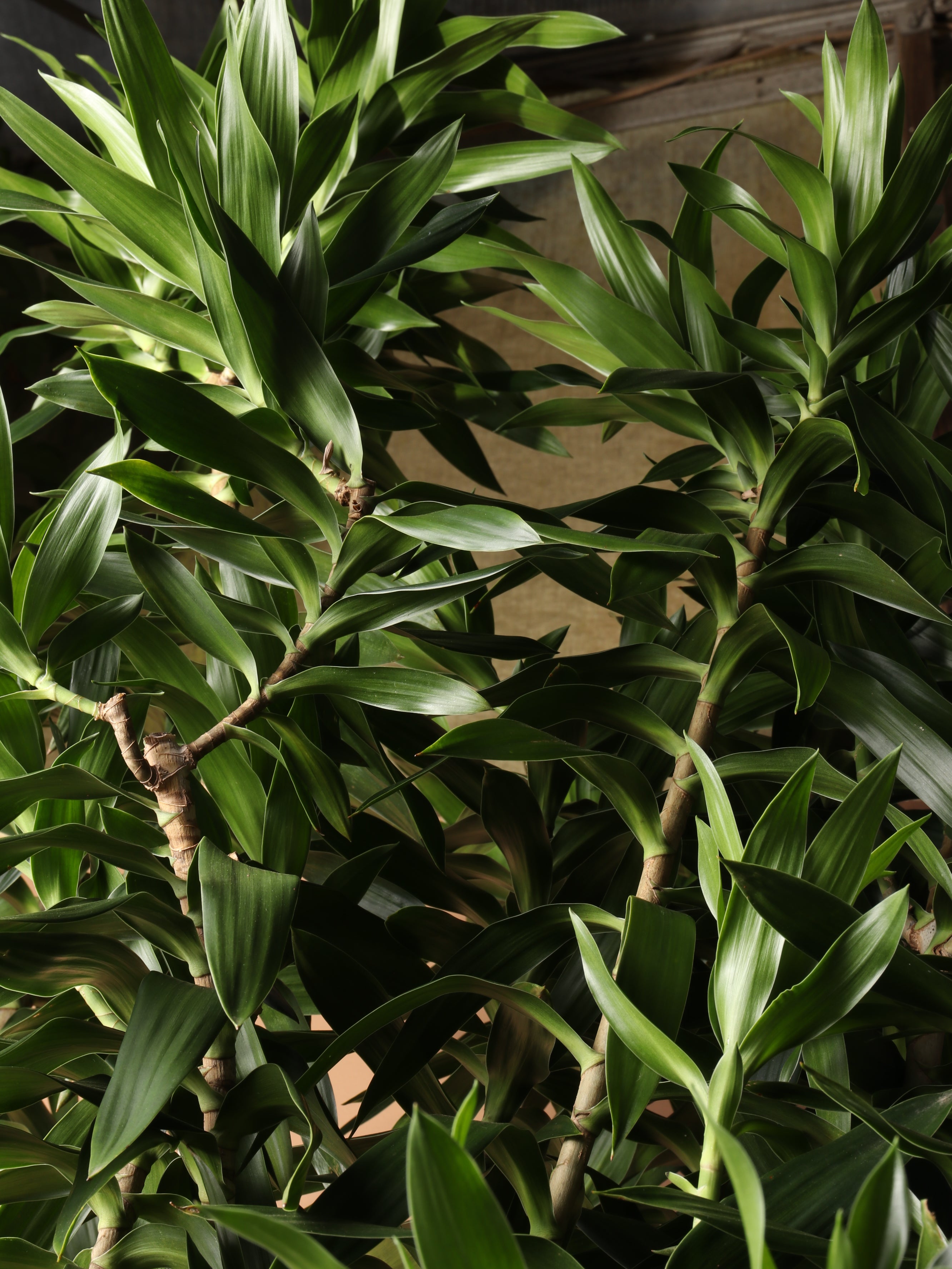 Huge Dracaena &