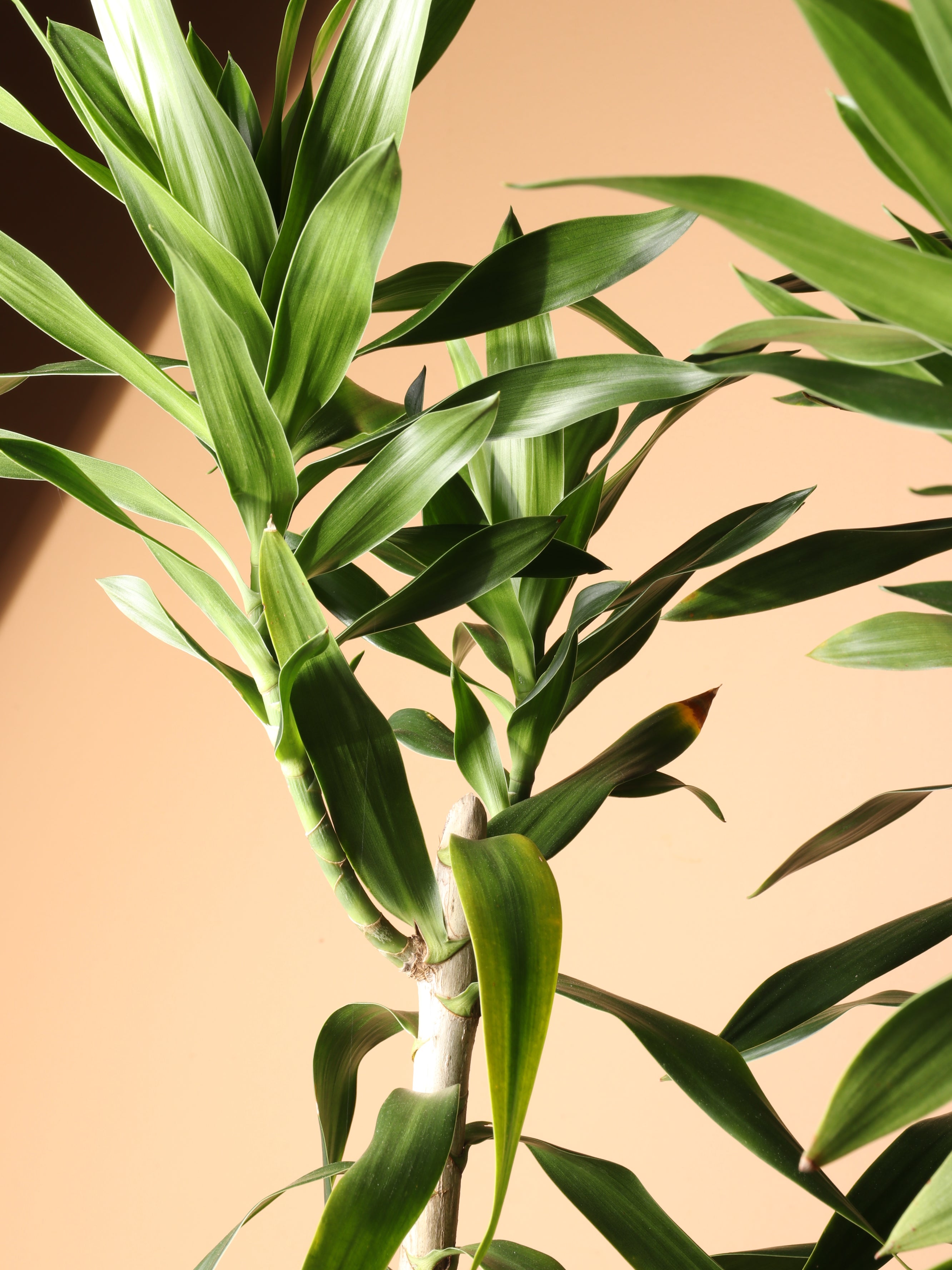 Huge Dracaena &