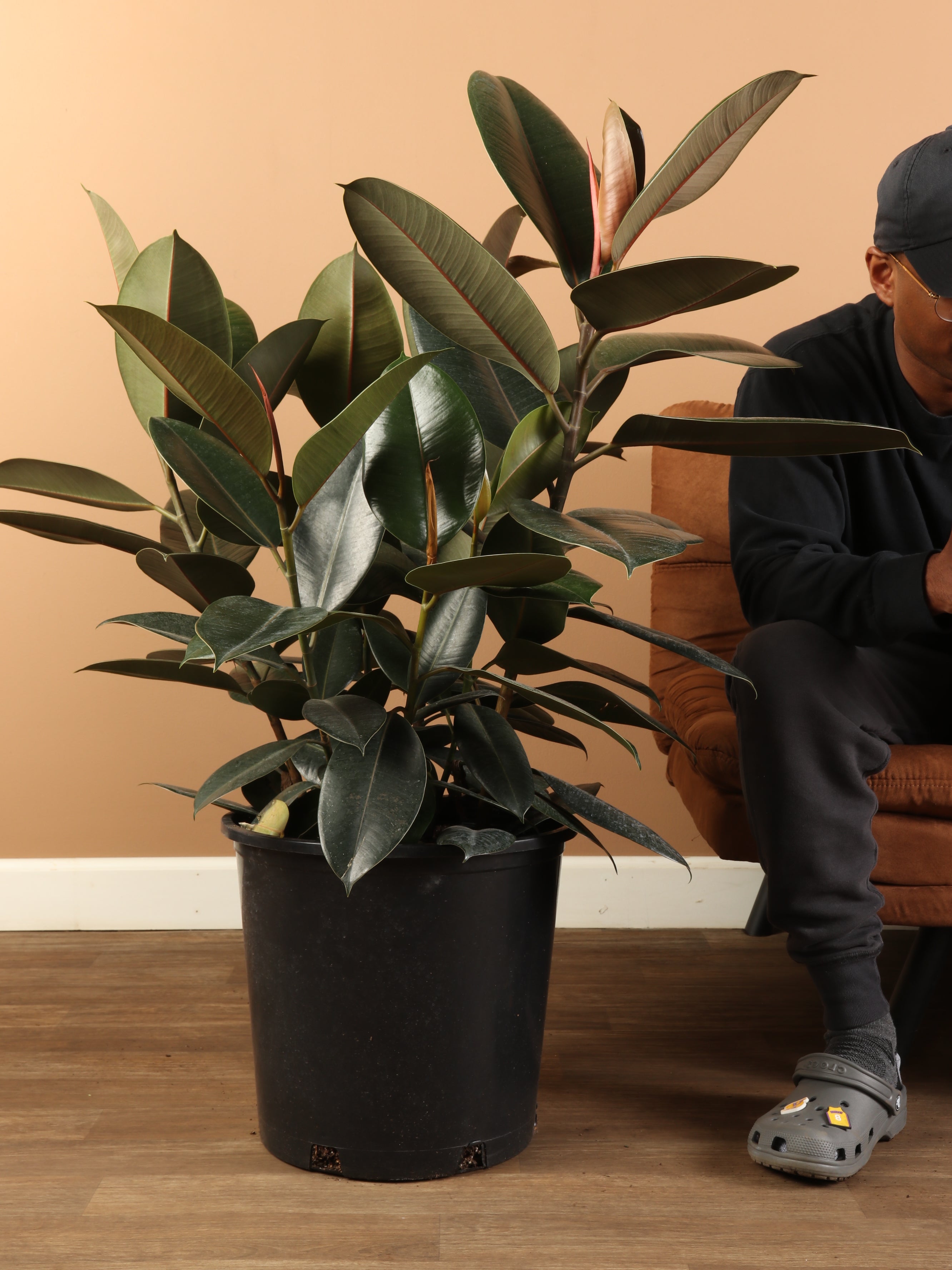 Full Size Rubber Tree Bush
