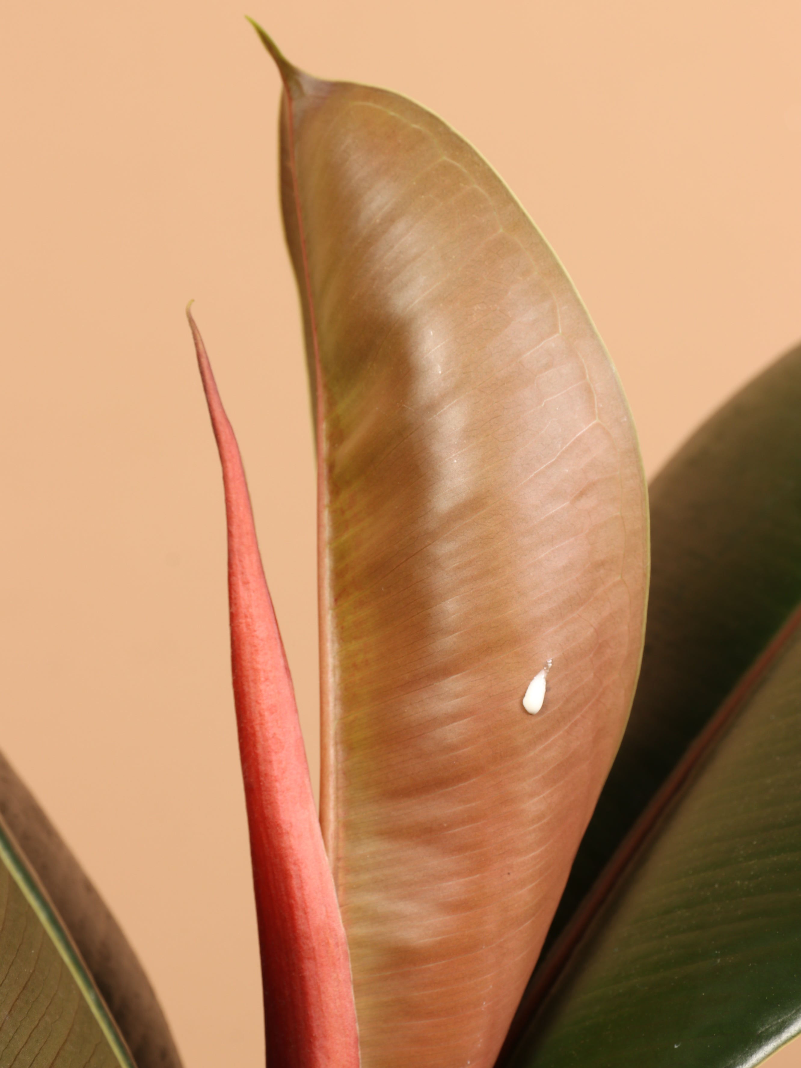 Full Size Rubber Tree Bush