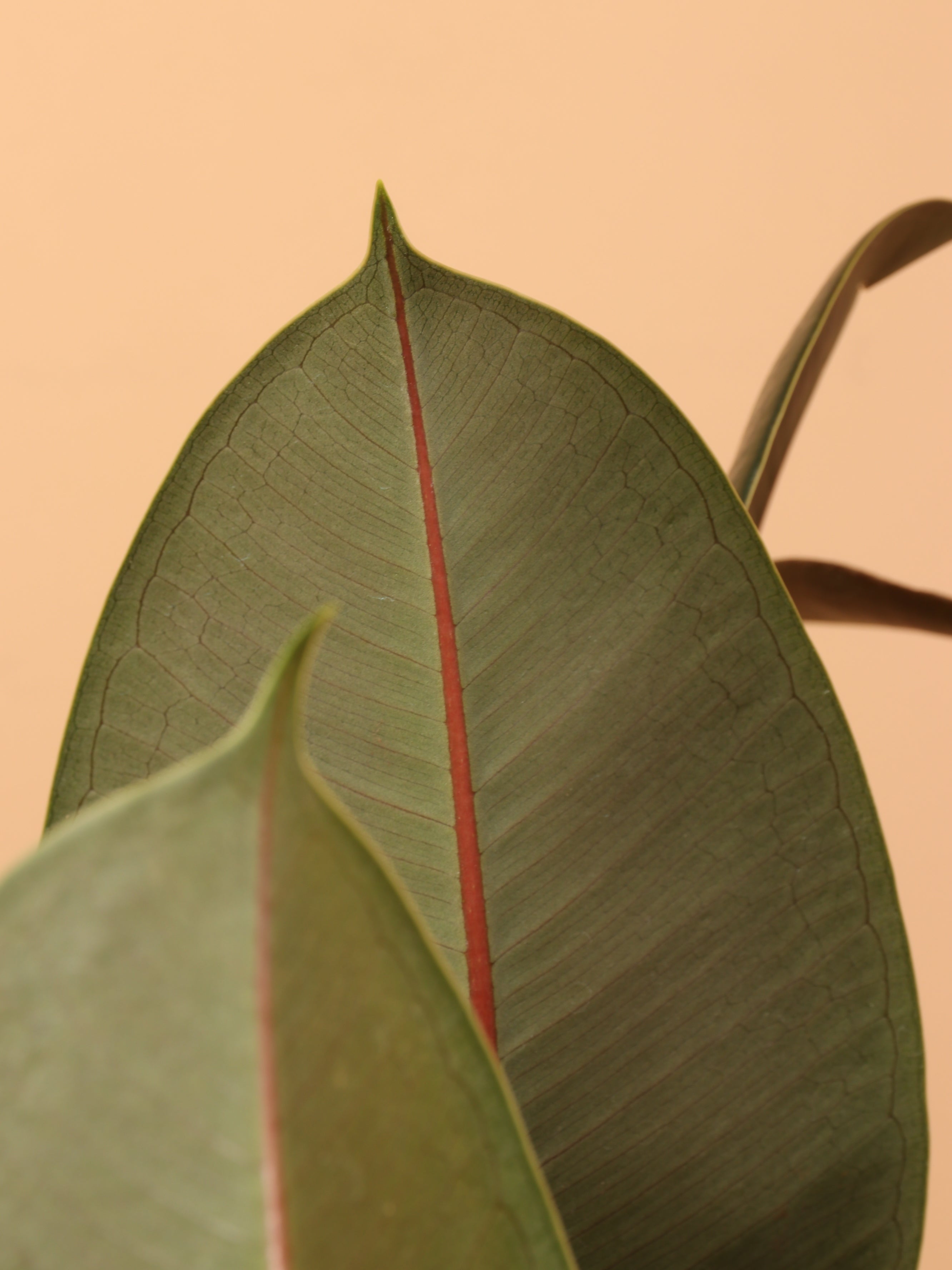 Full Size Rubber Tree Bush
