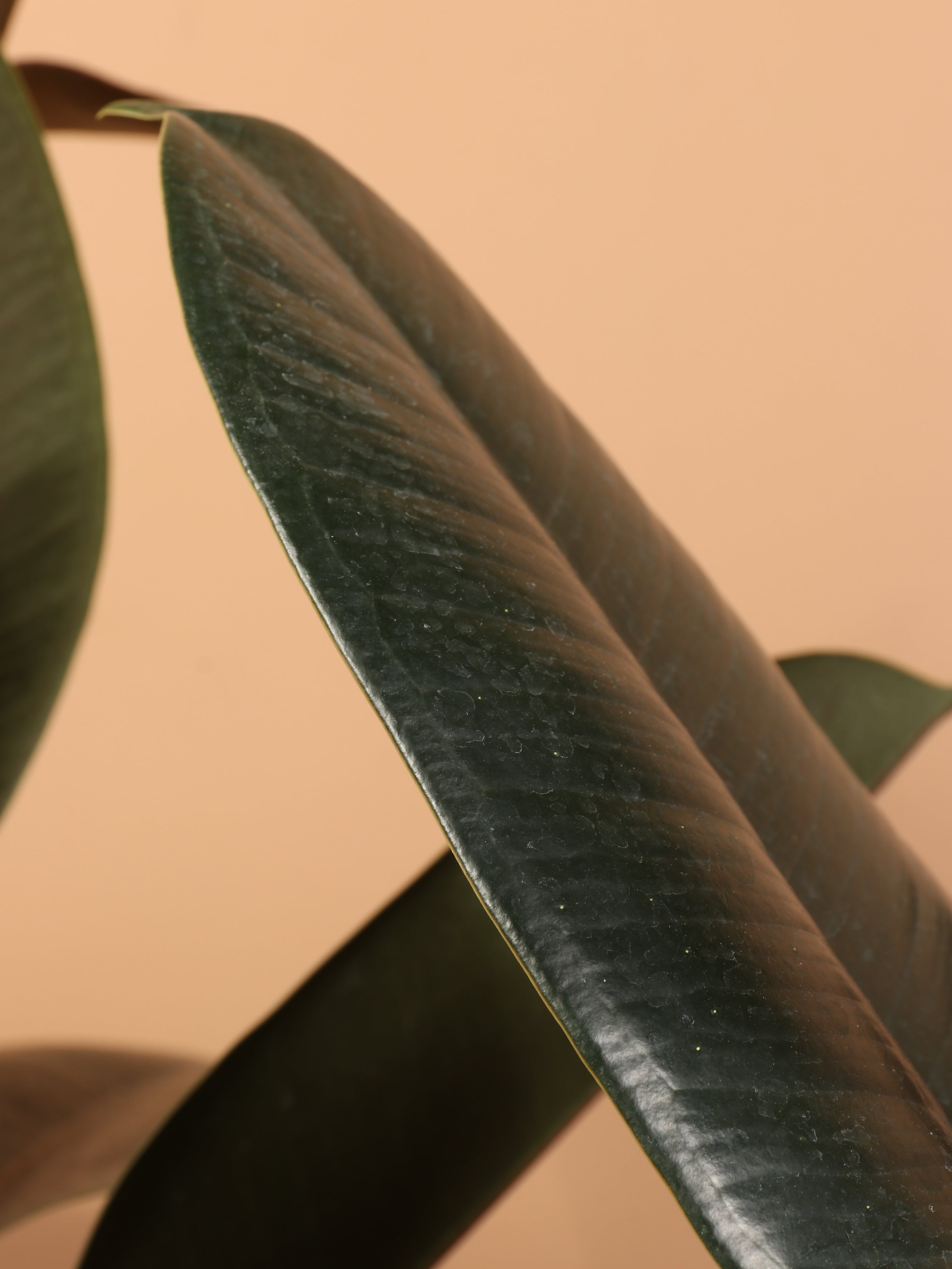 Full Size Rubber Tree Bush