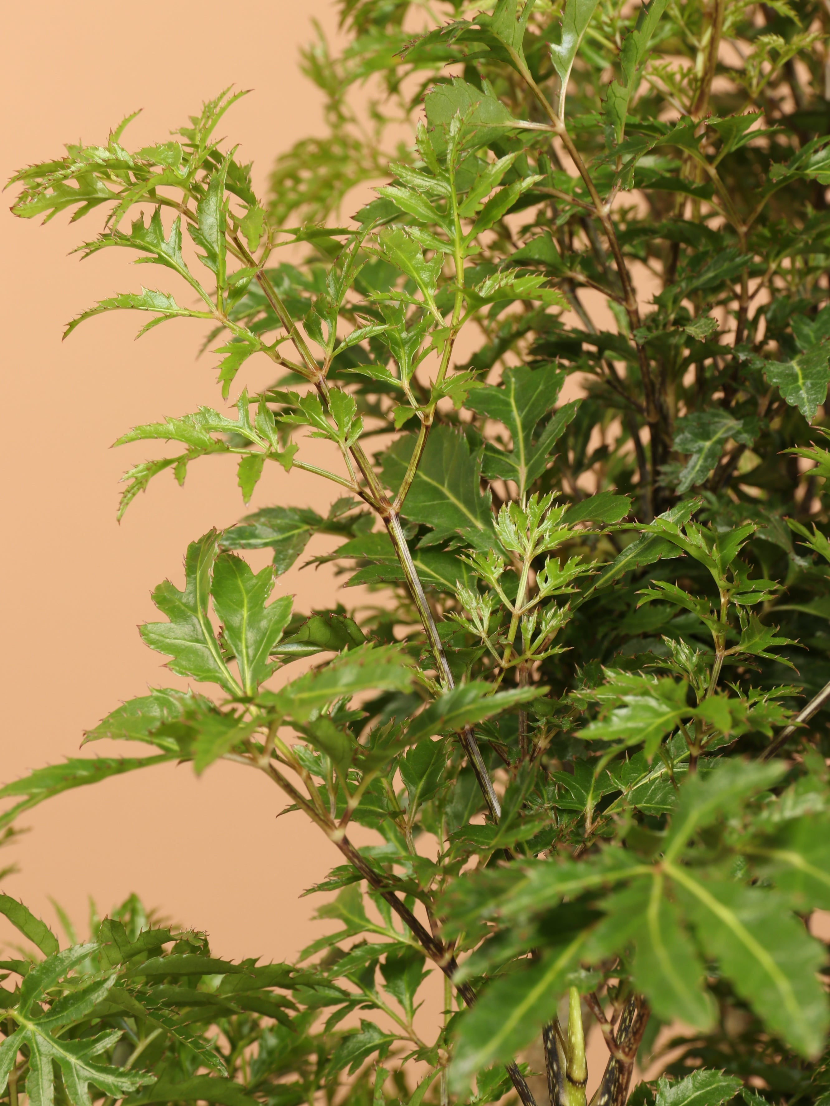 Large Ming Aralia (short)