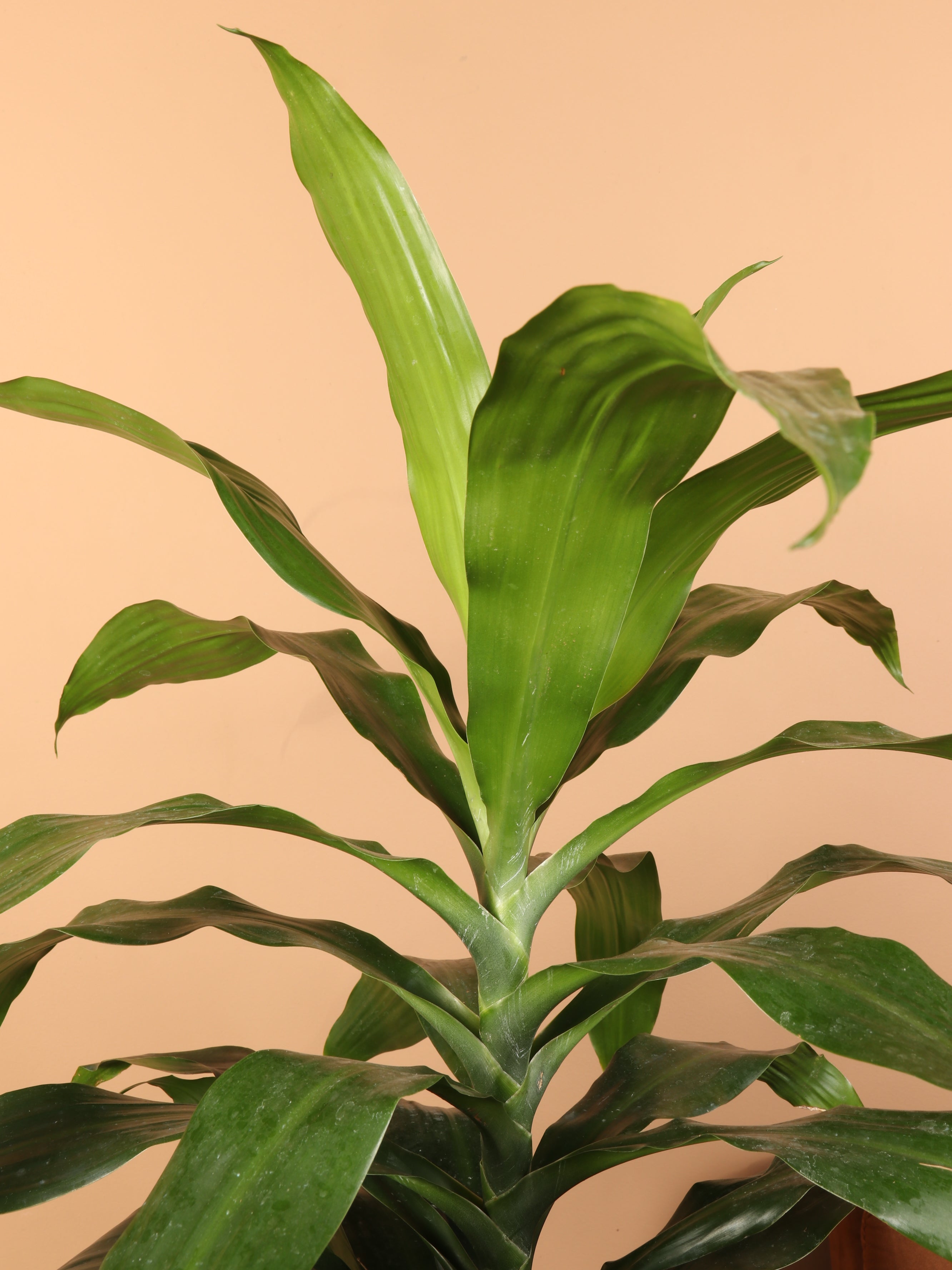 Large Dracaena &
