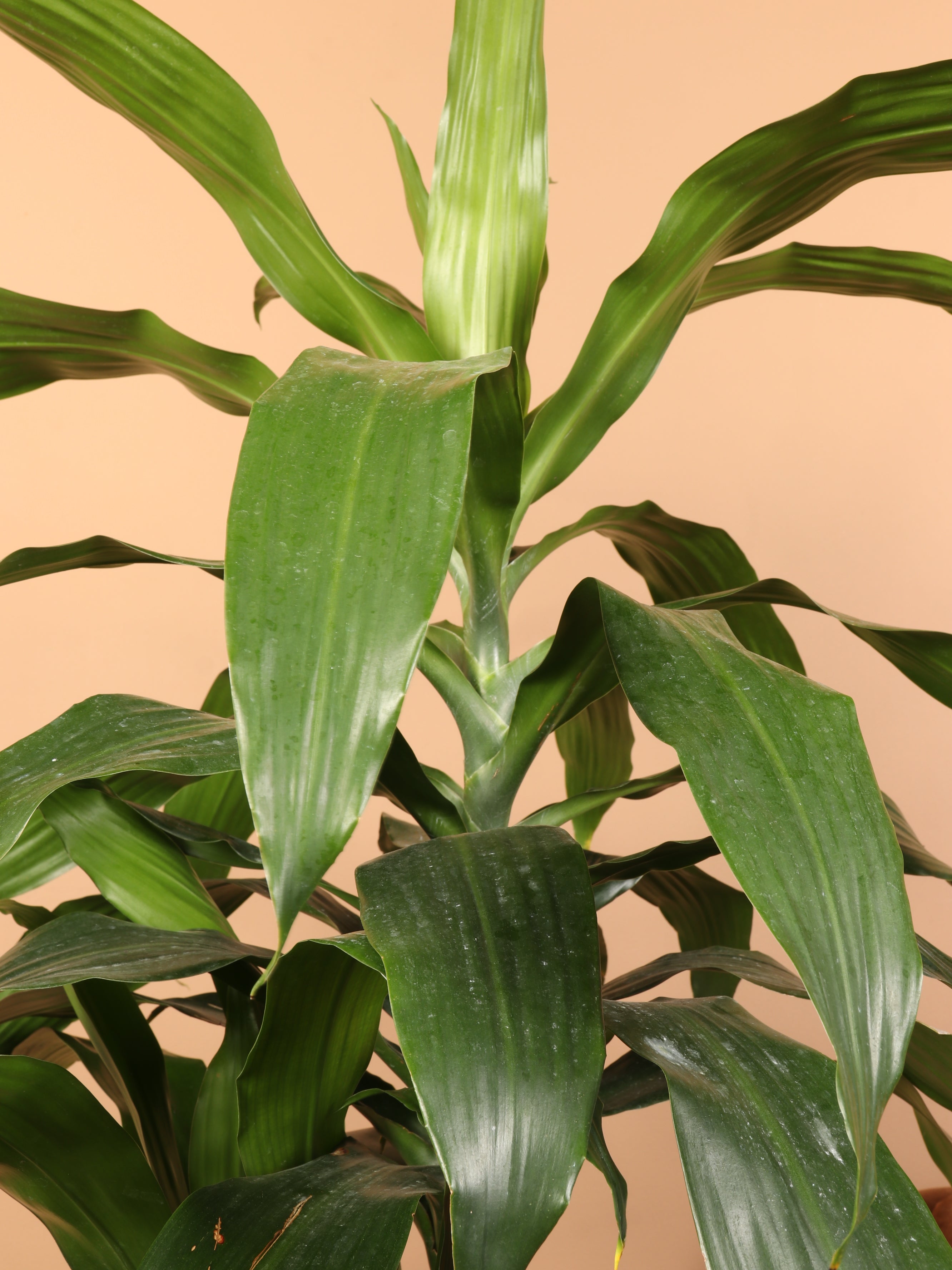 Large Dracaena &
