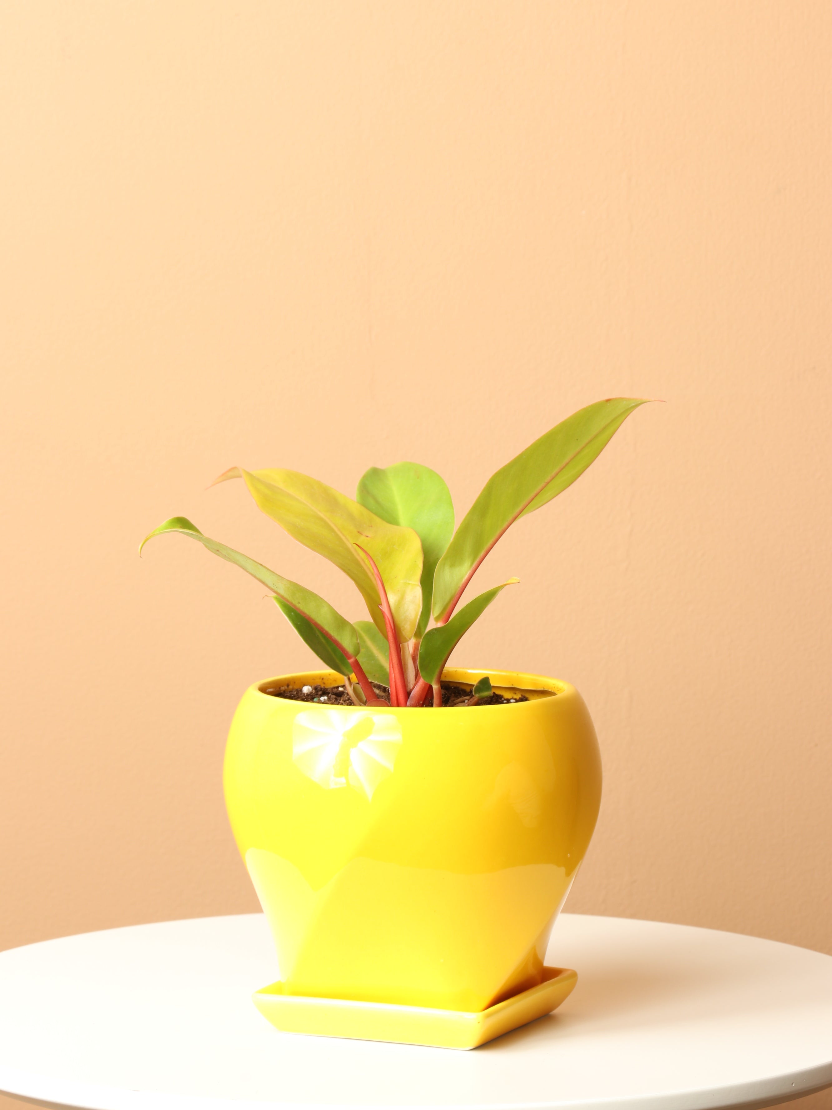 Small Philodendron &