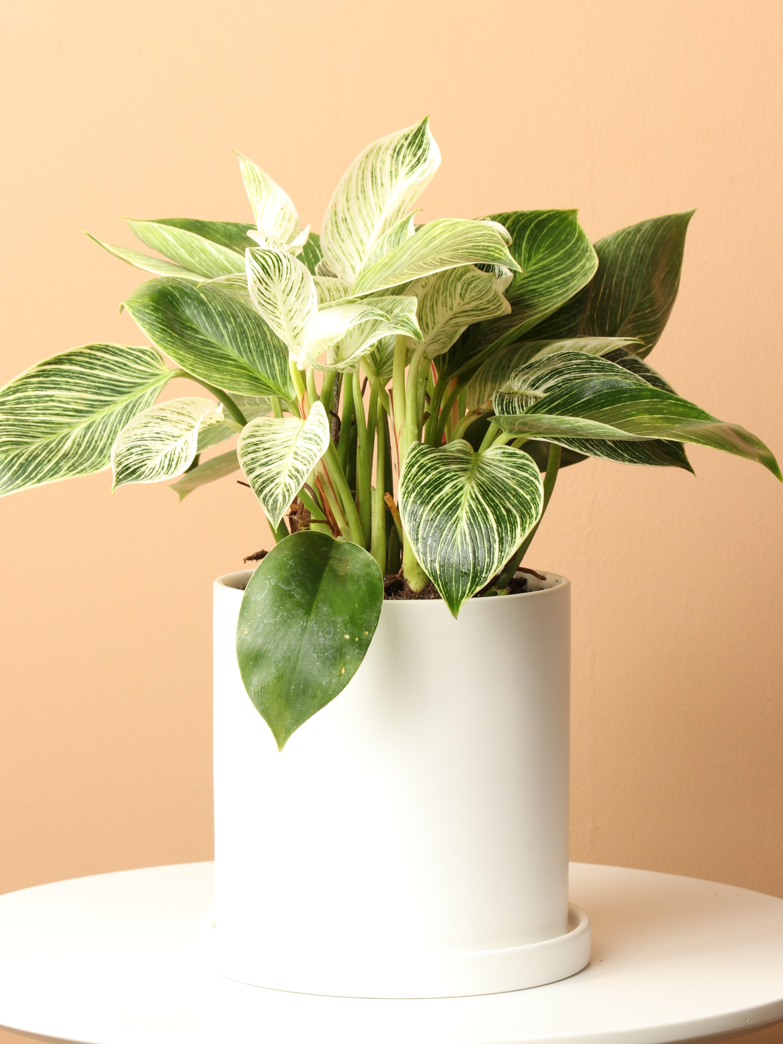 Medium Philodendron &