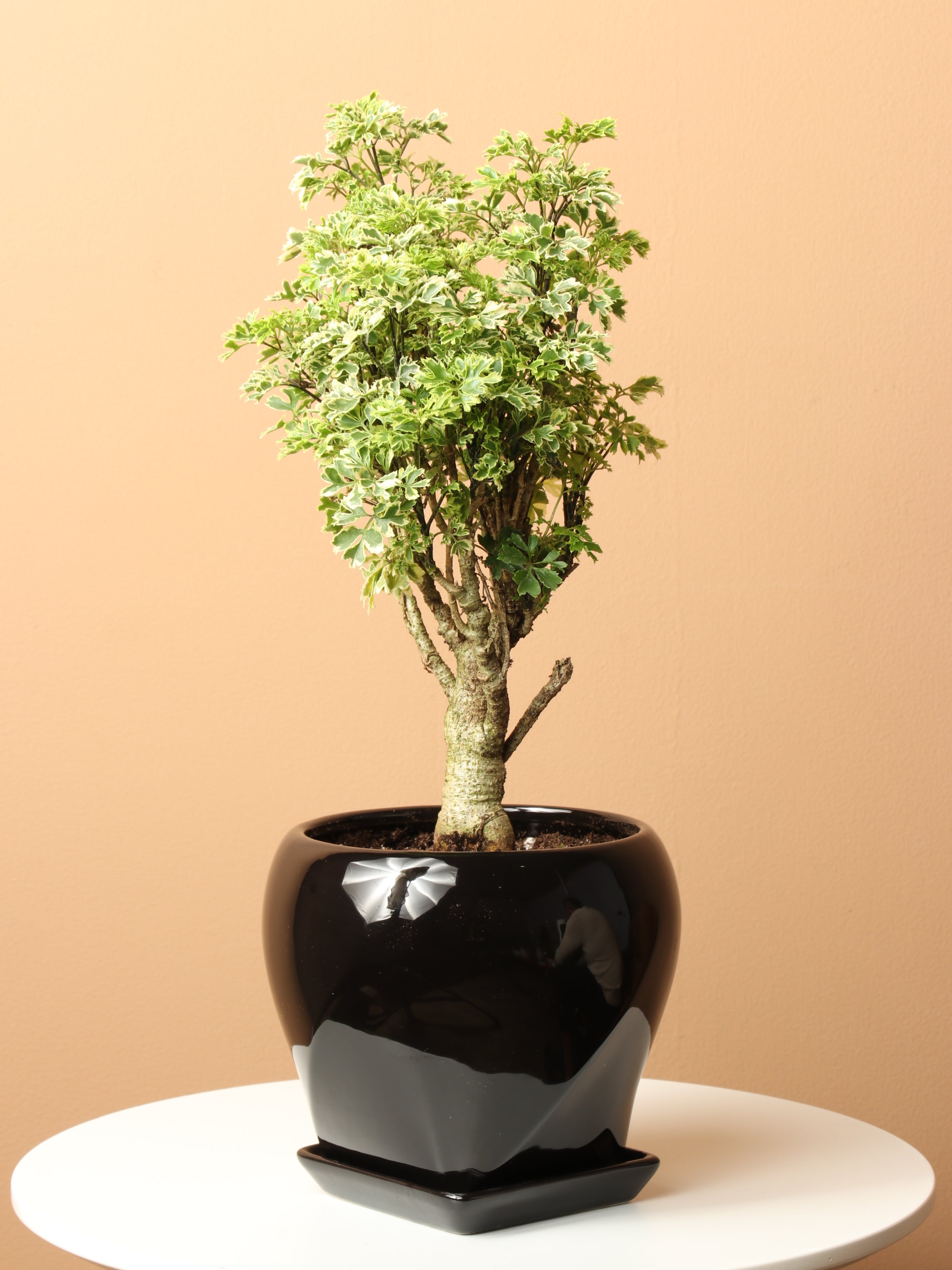 Medium Ming Aralia &
