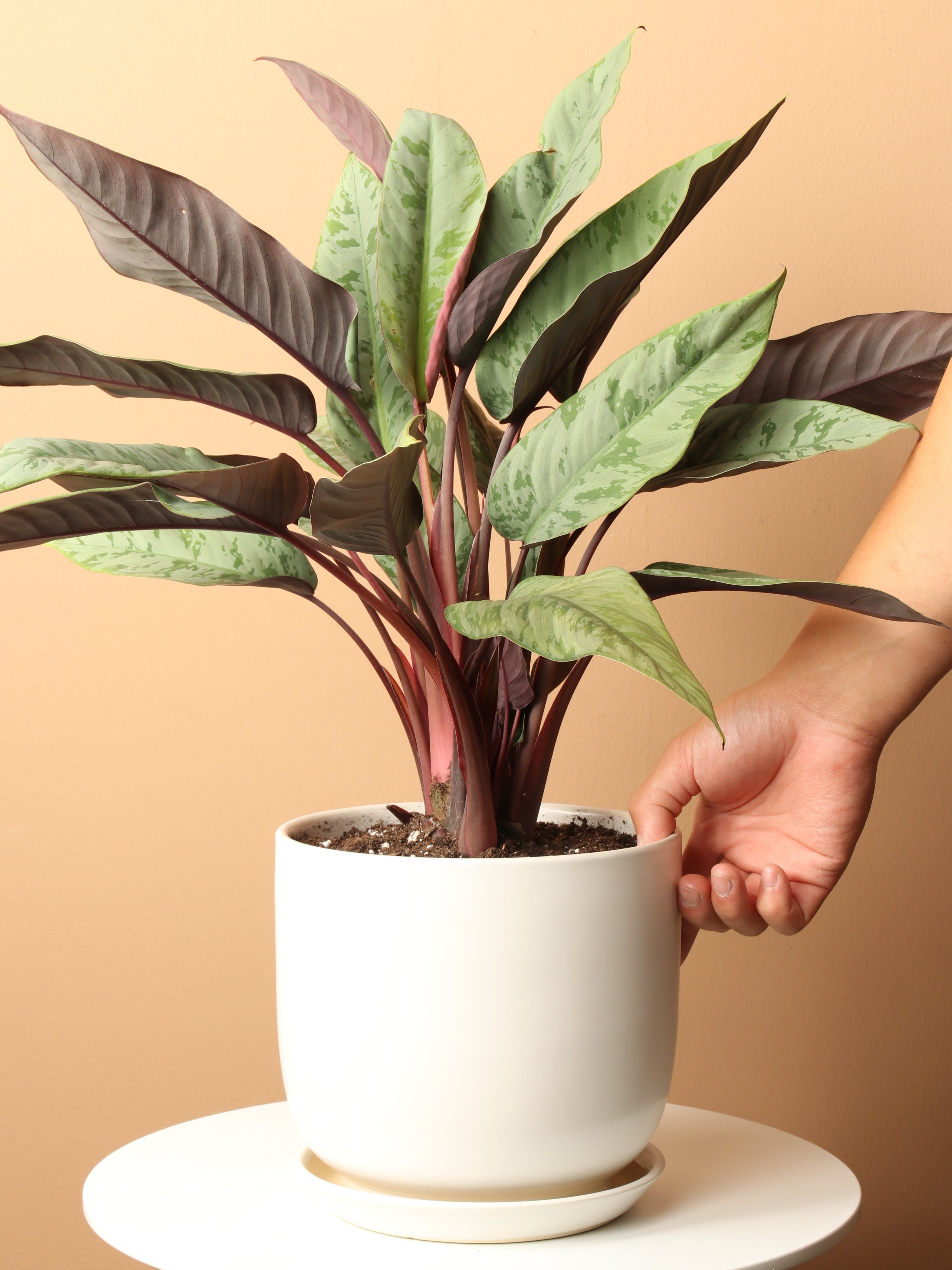 Medium Apoballis Acuminatissima &