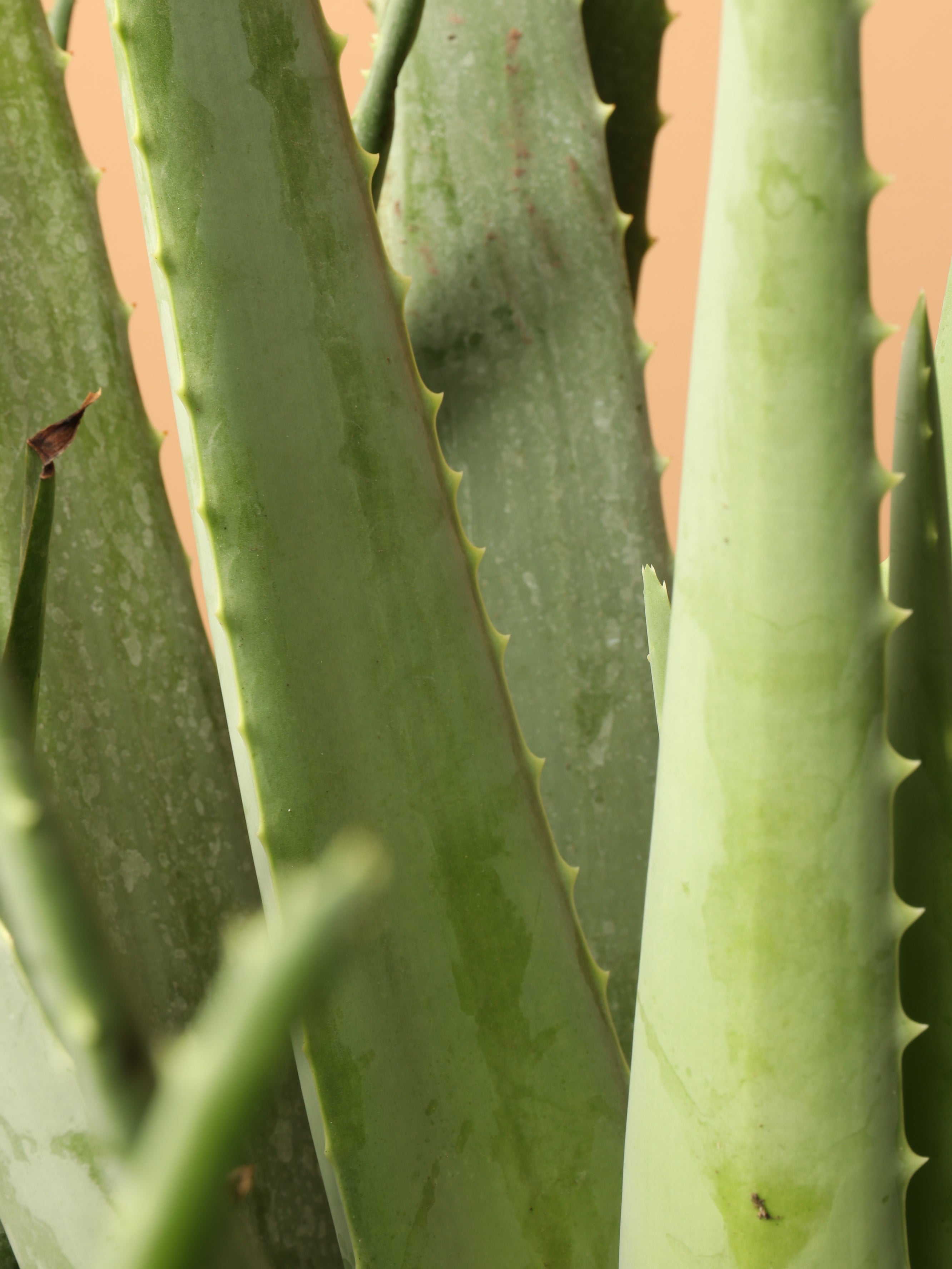 Full Size Aloe Vera