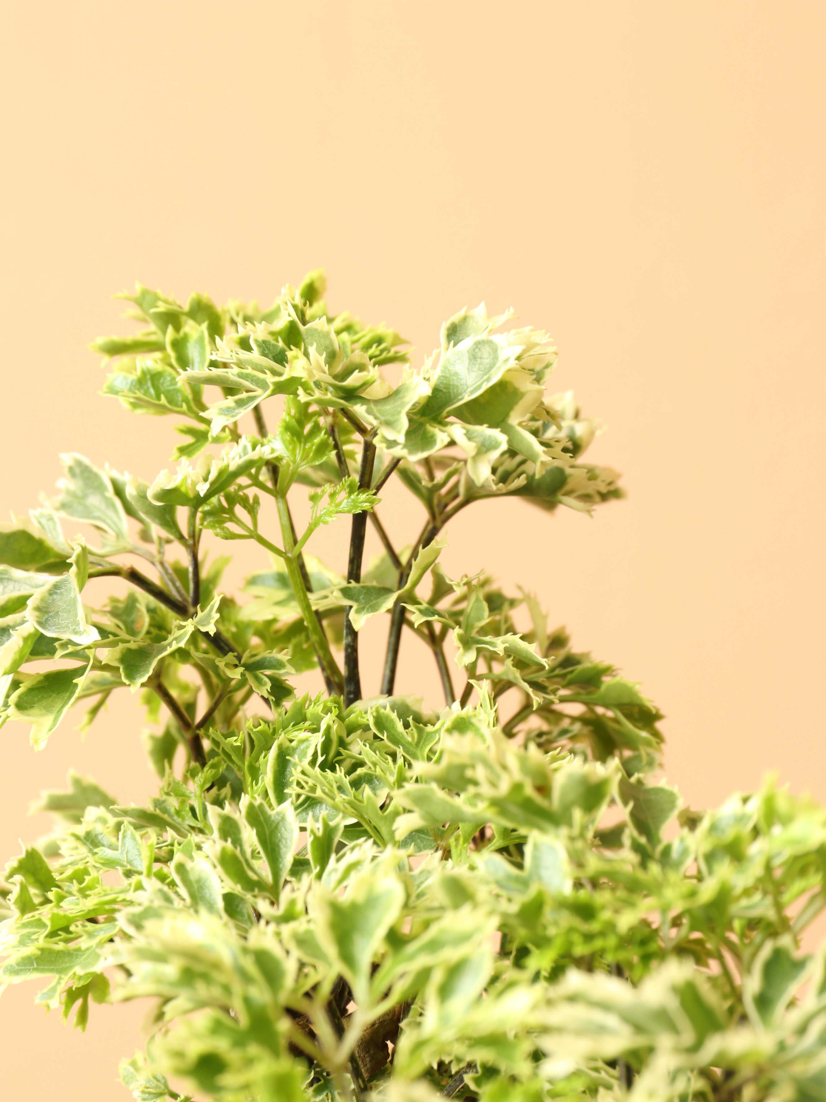 Medium Ming Aralia &