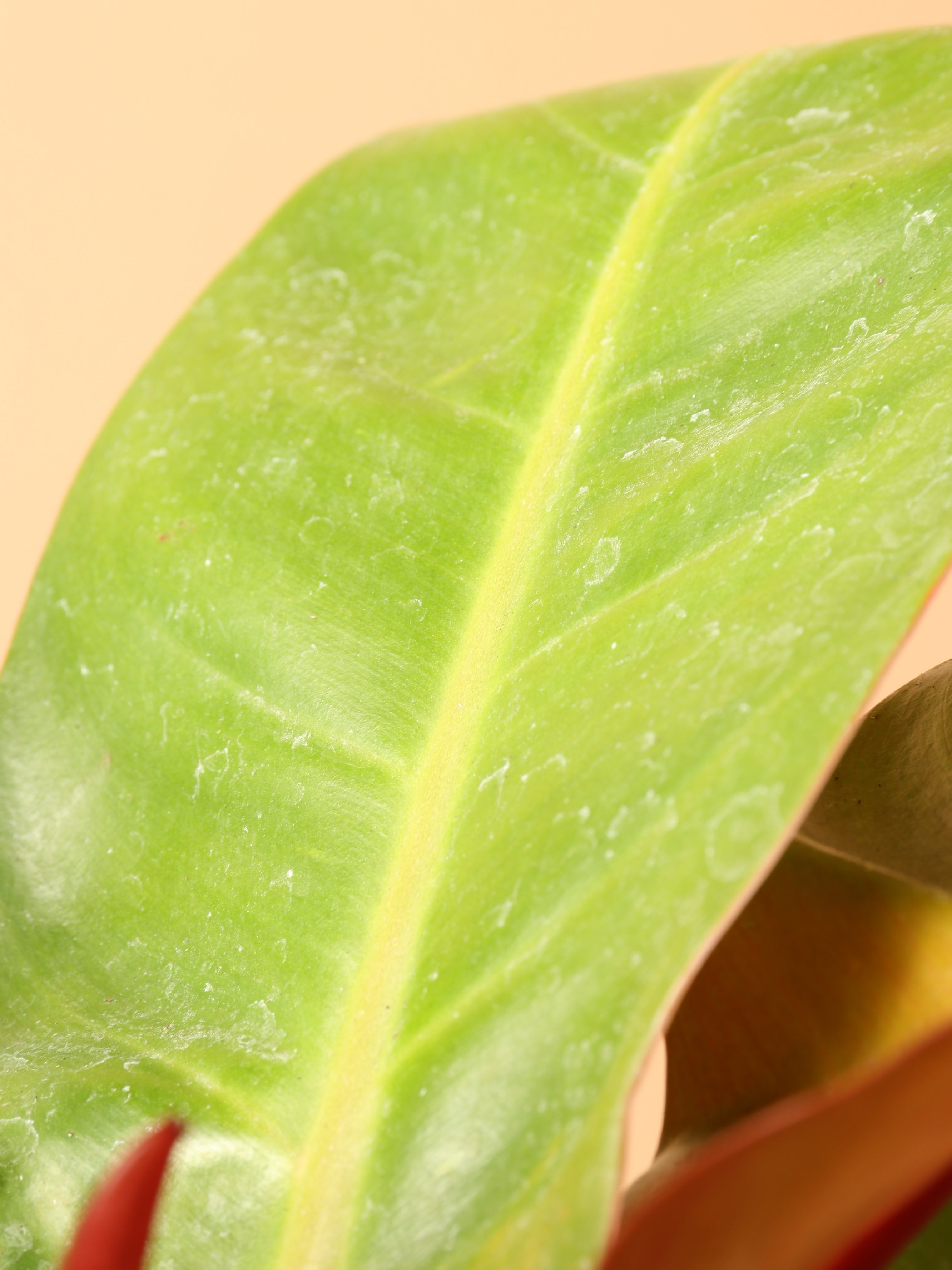 Medium Philodendron &
