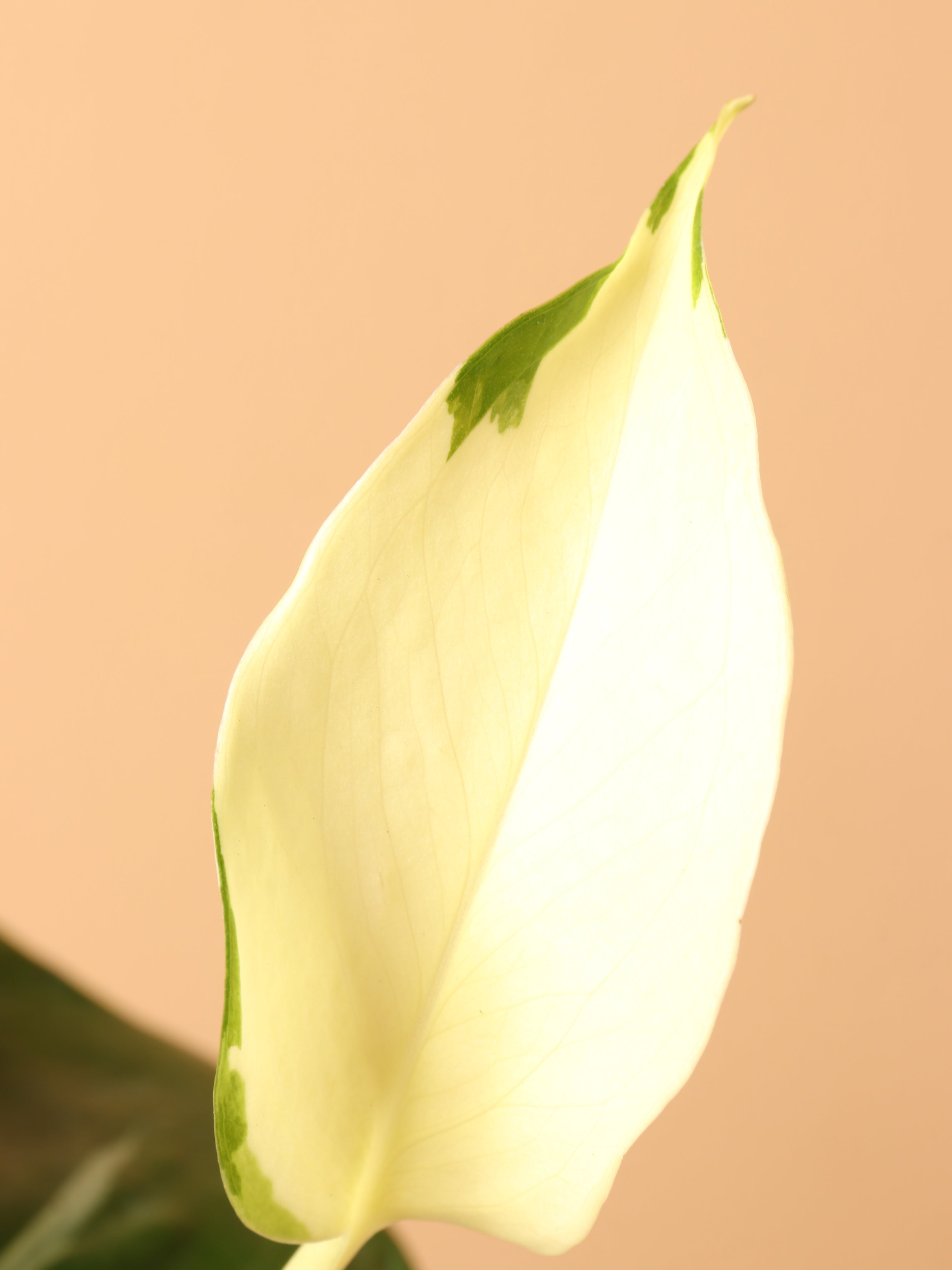 Small Pothos &