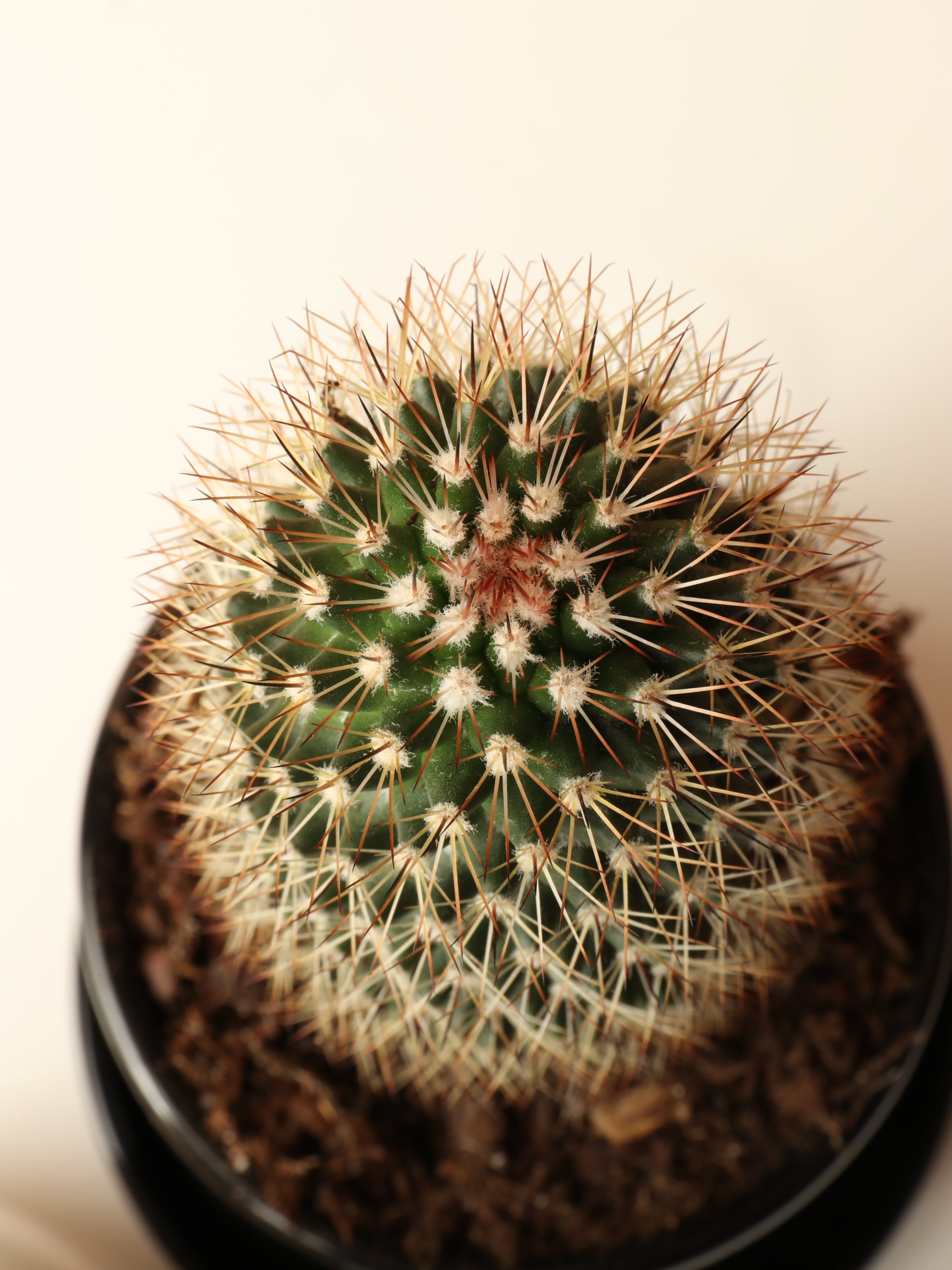Small Cactus Couple