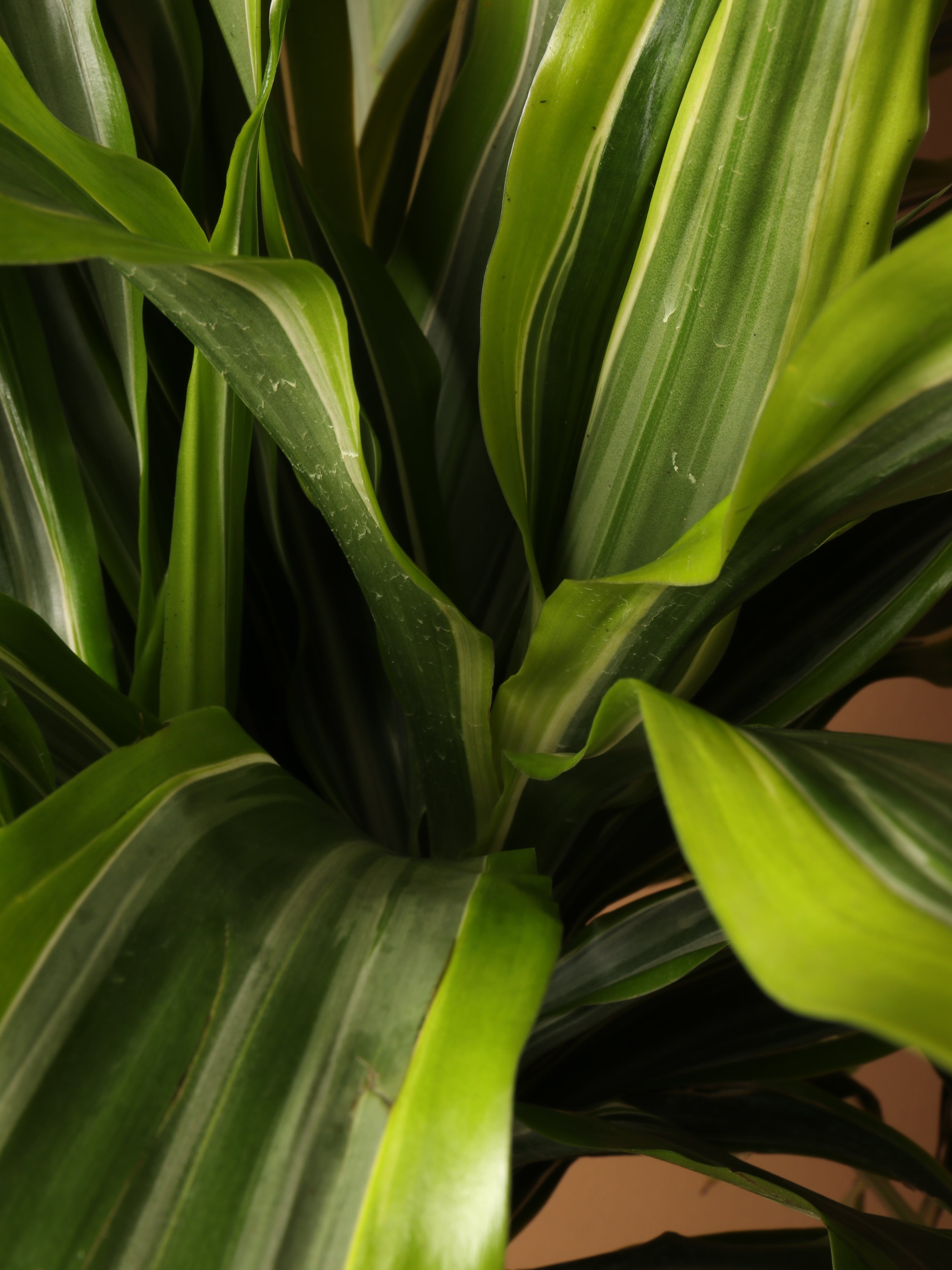 Full Size Dracaena Warneckii &