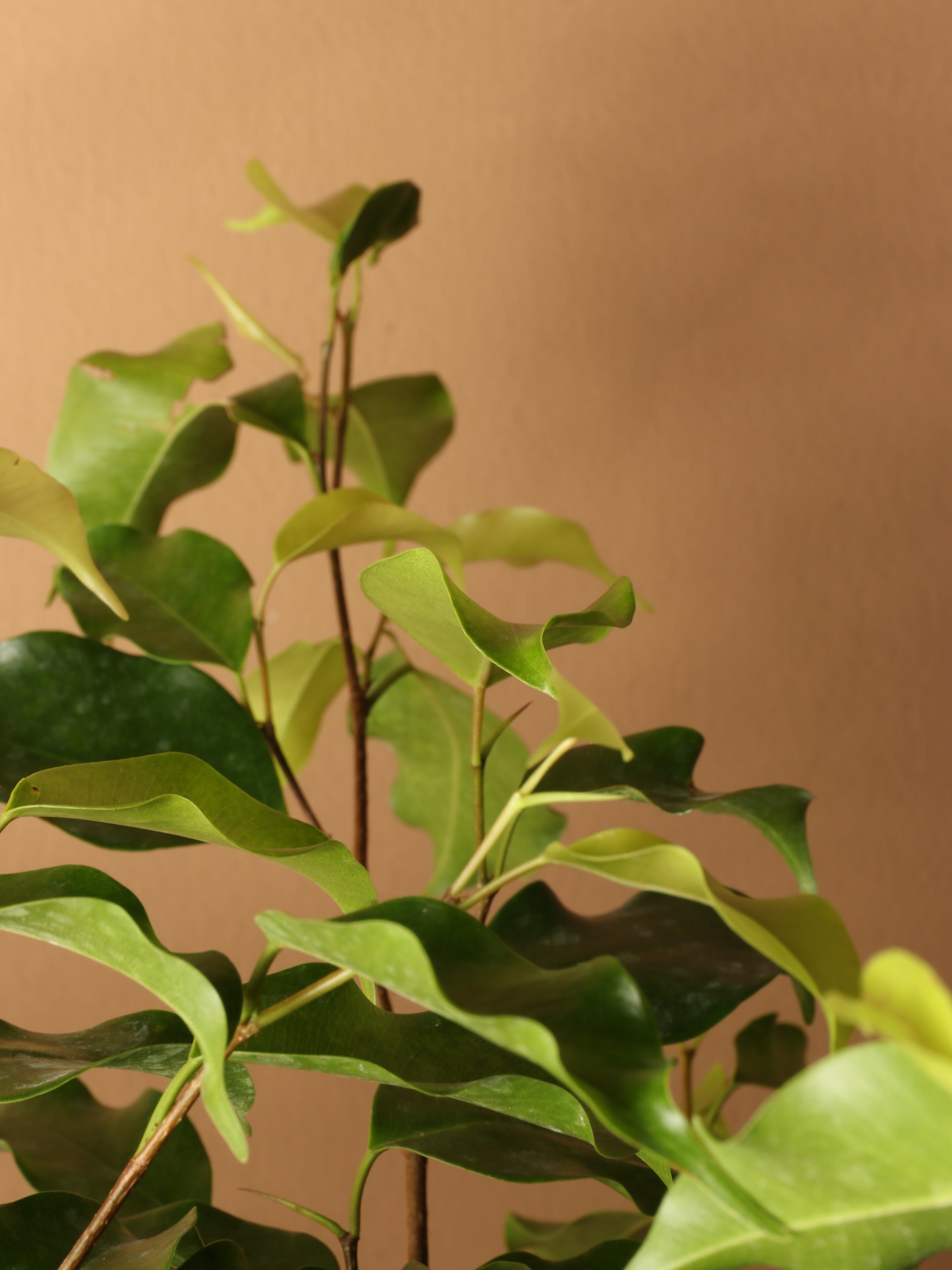 Full Size Ficus Benjamina